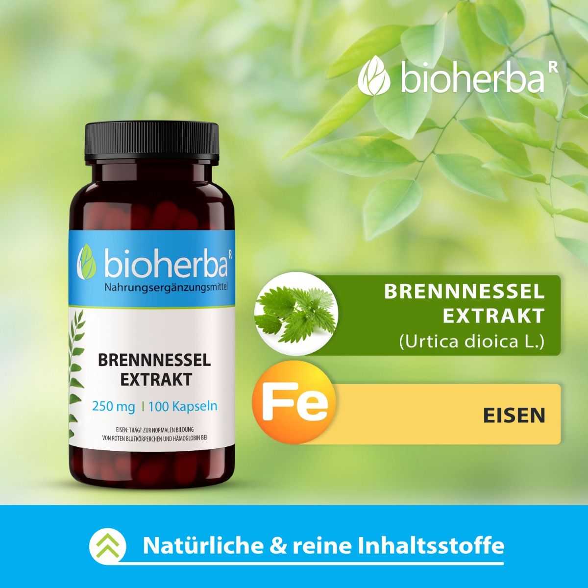 Brennnessel Extrakt 250 mg 100 Kapseln PZN 19554988