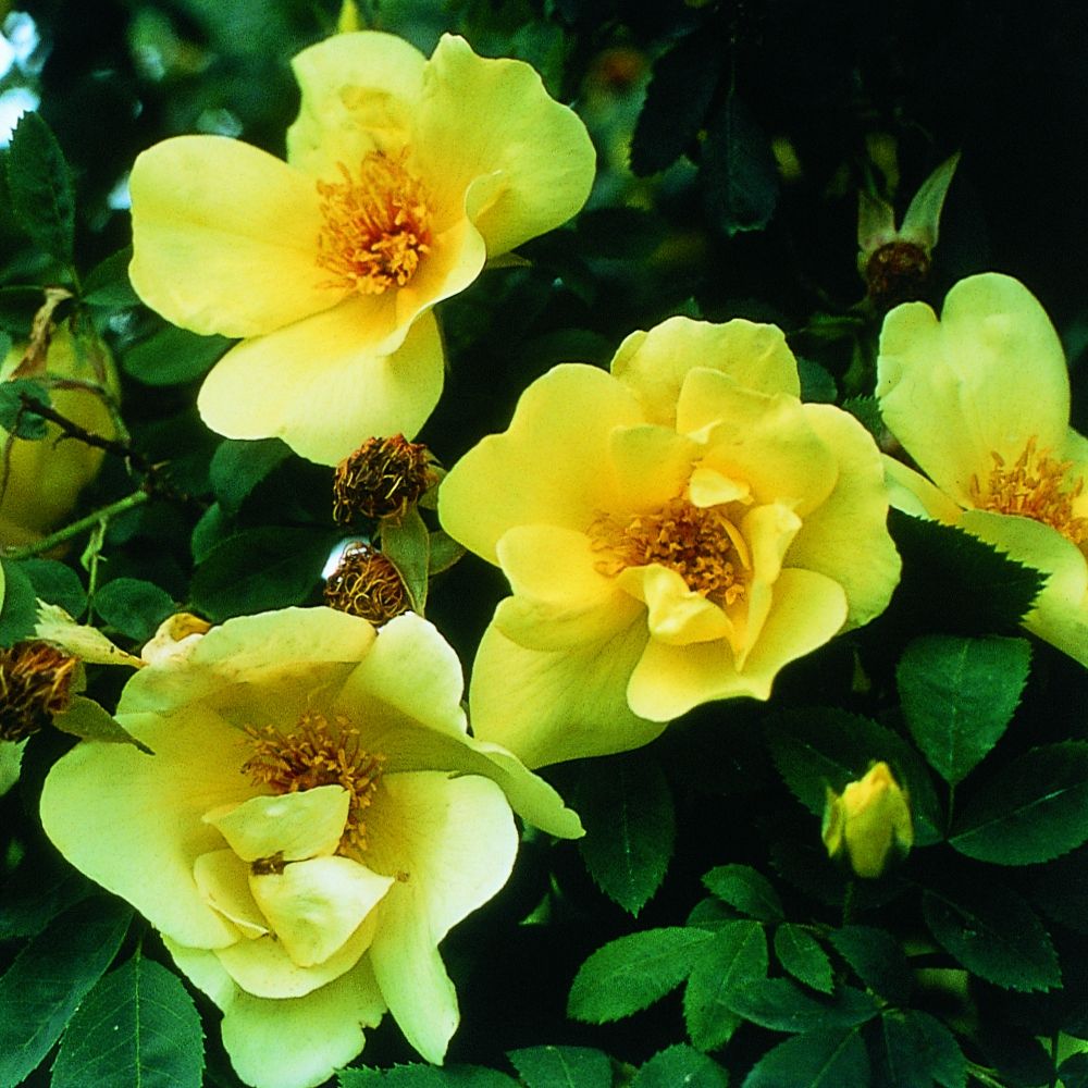 PHI Essences - Frühlingsgold Rosen-Essenz