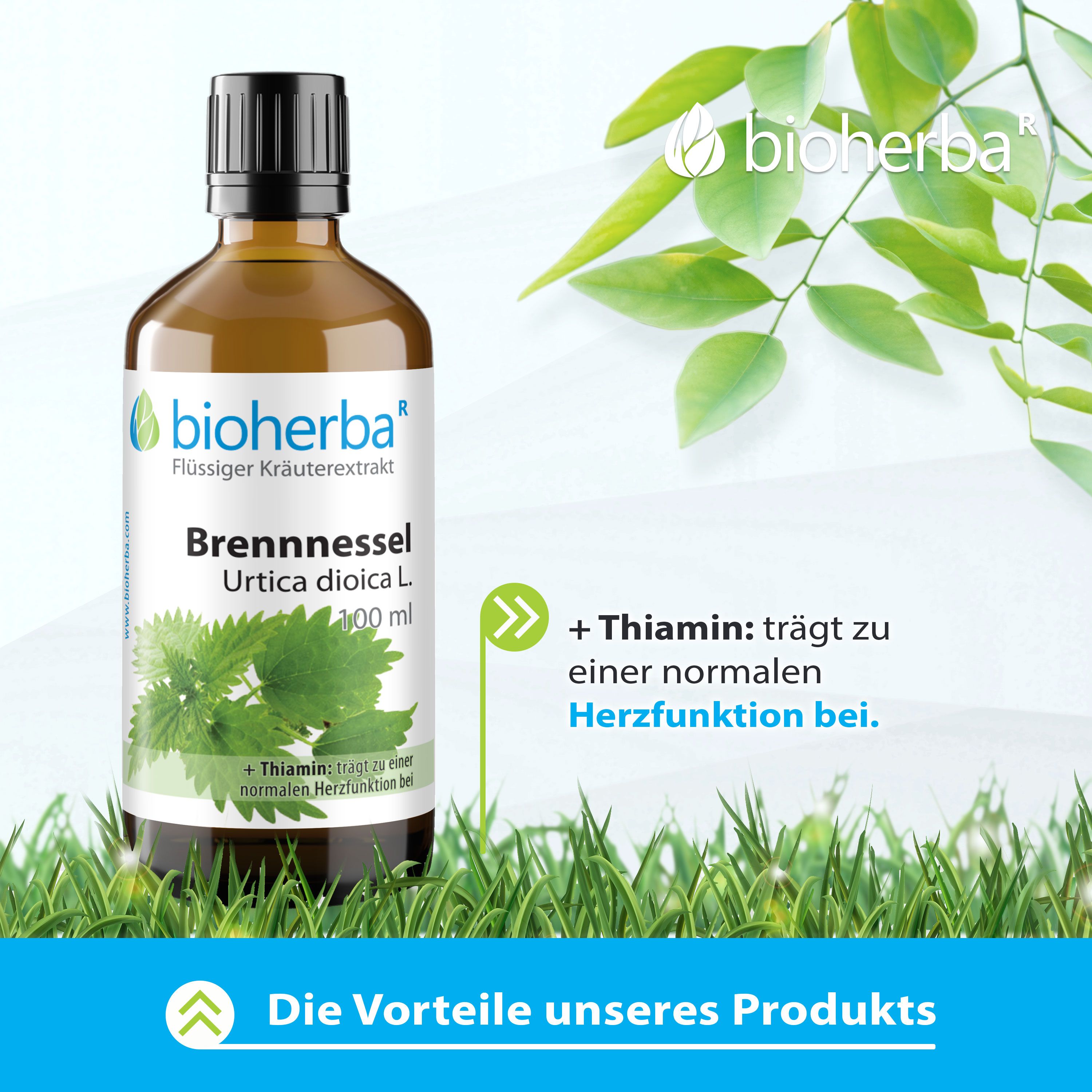 Braune Glasflasche mit schwarzem Deckel. Bioherba Brennnessel Urtica dioica L. Tropfen Tinktur. Grünpflanze, Gras.