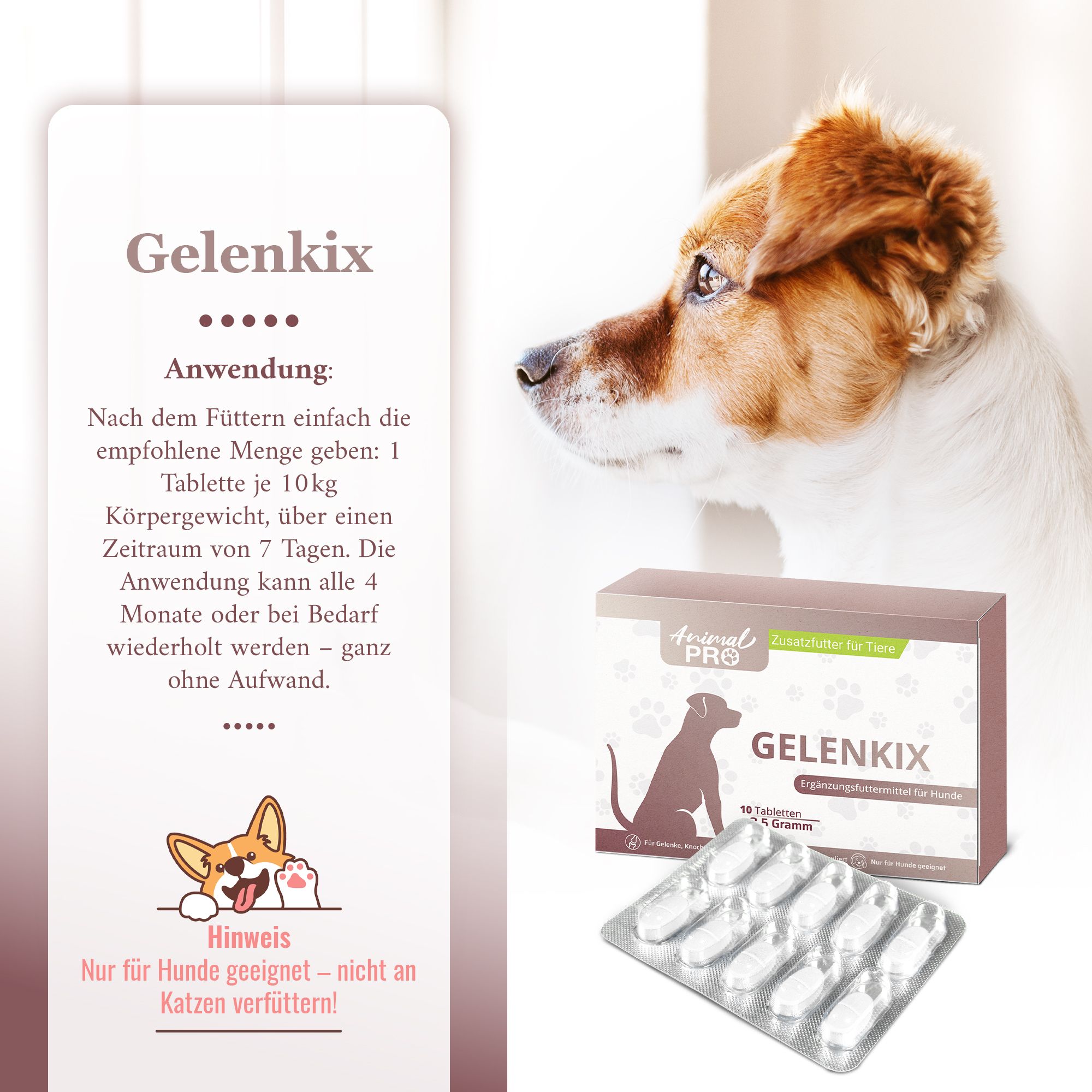 Hund neben Gelenkix Verpackung und Blisterpackung. Anwendungshinweise auf einem Aufsteller.