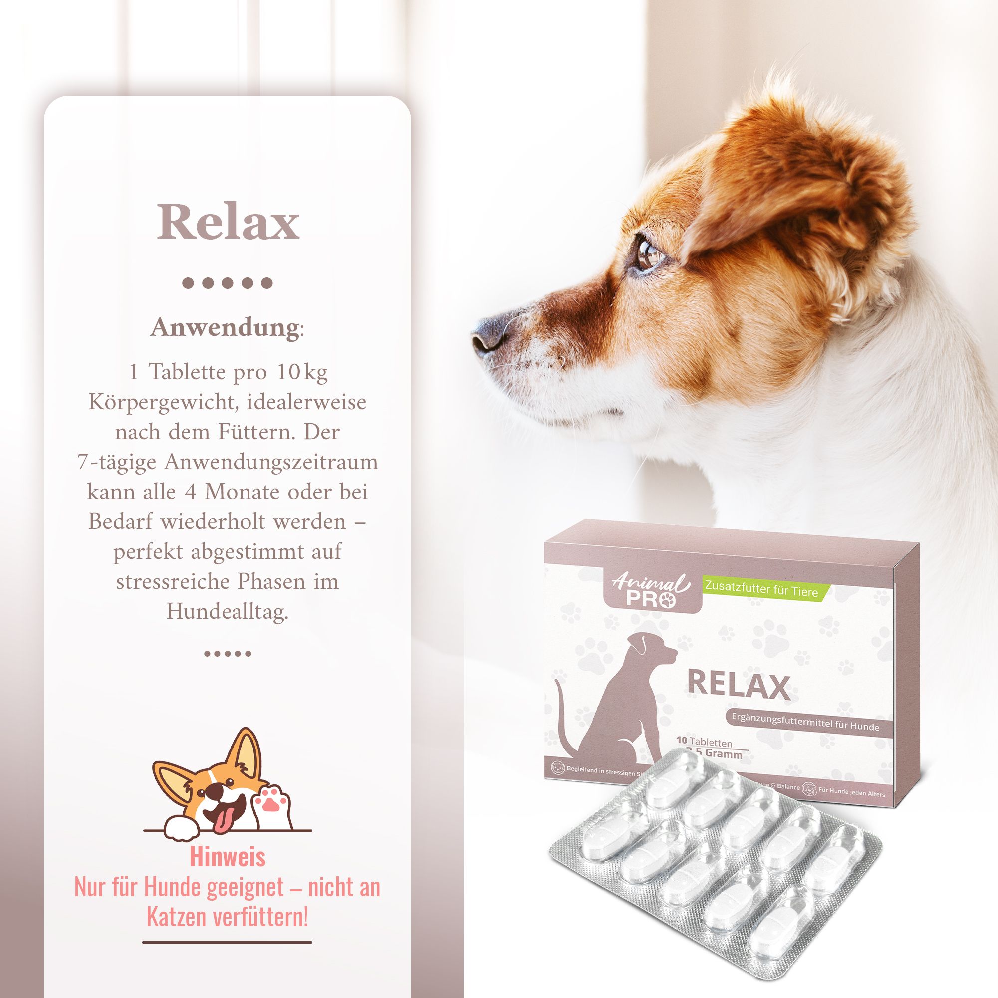 Hund und Informationen zu Relax-Tabletten für Hunde. Verpackung und Blister.