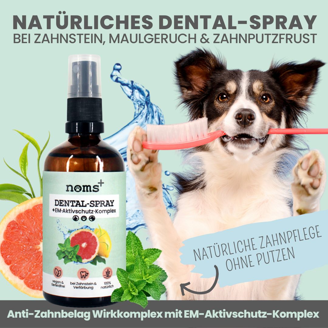 noms+ Dental-Spray bei Zahnstein für Hunde und Katzen [Jahresvorrat] 100 ml Spray