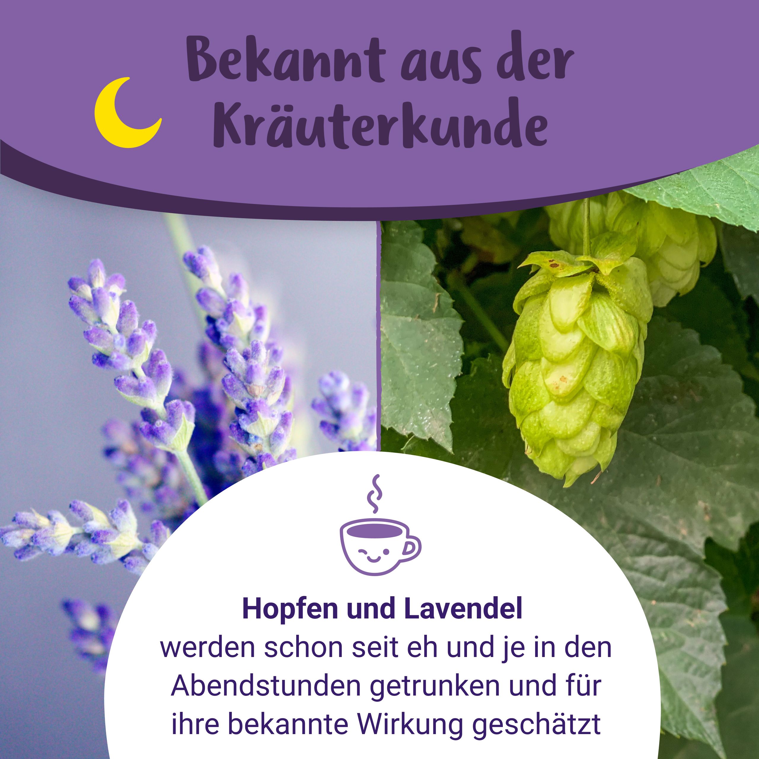 Nahaufnahme von Lavendel und Hopfen. Text: Hopfen und Lavendel für den Abend.