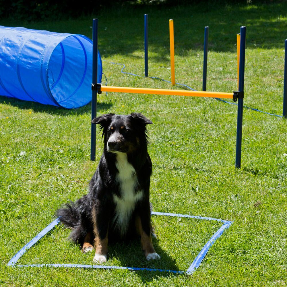 Schecker Top Agility Set für alle Neueinsteiger! - Tunnel Hürde Slalomstangen ect.