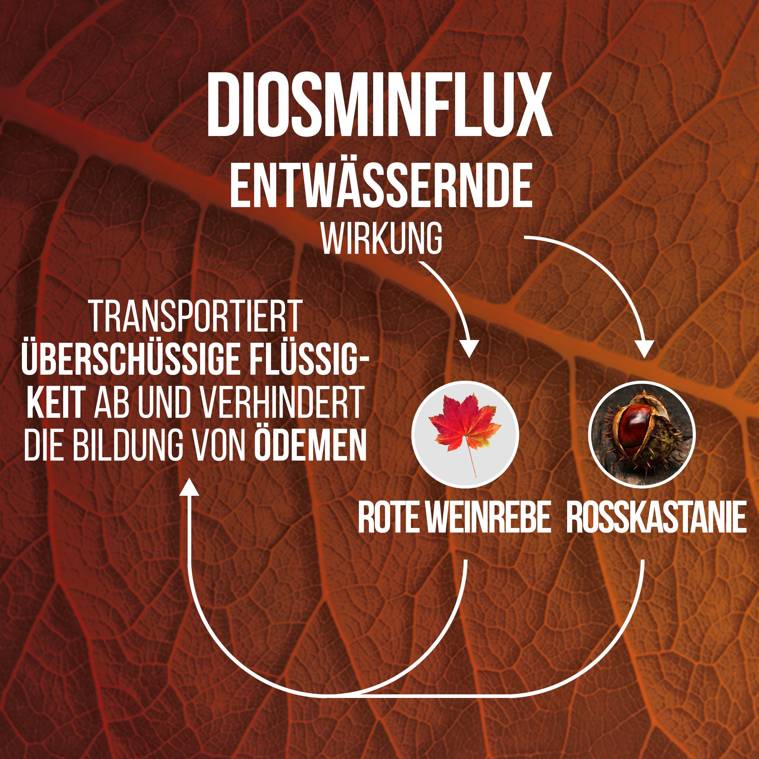 Grafik mit Text: Diosminflux entwässernde Wirkung. Zeigt rote Weinrebe und Rosskastanie. Verhindert die Bildung von Ödemen.