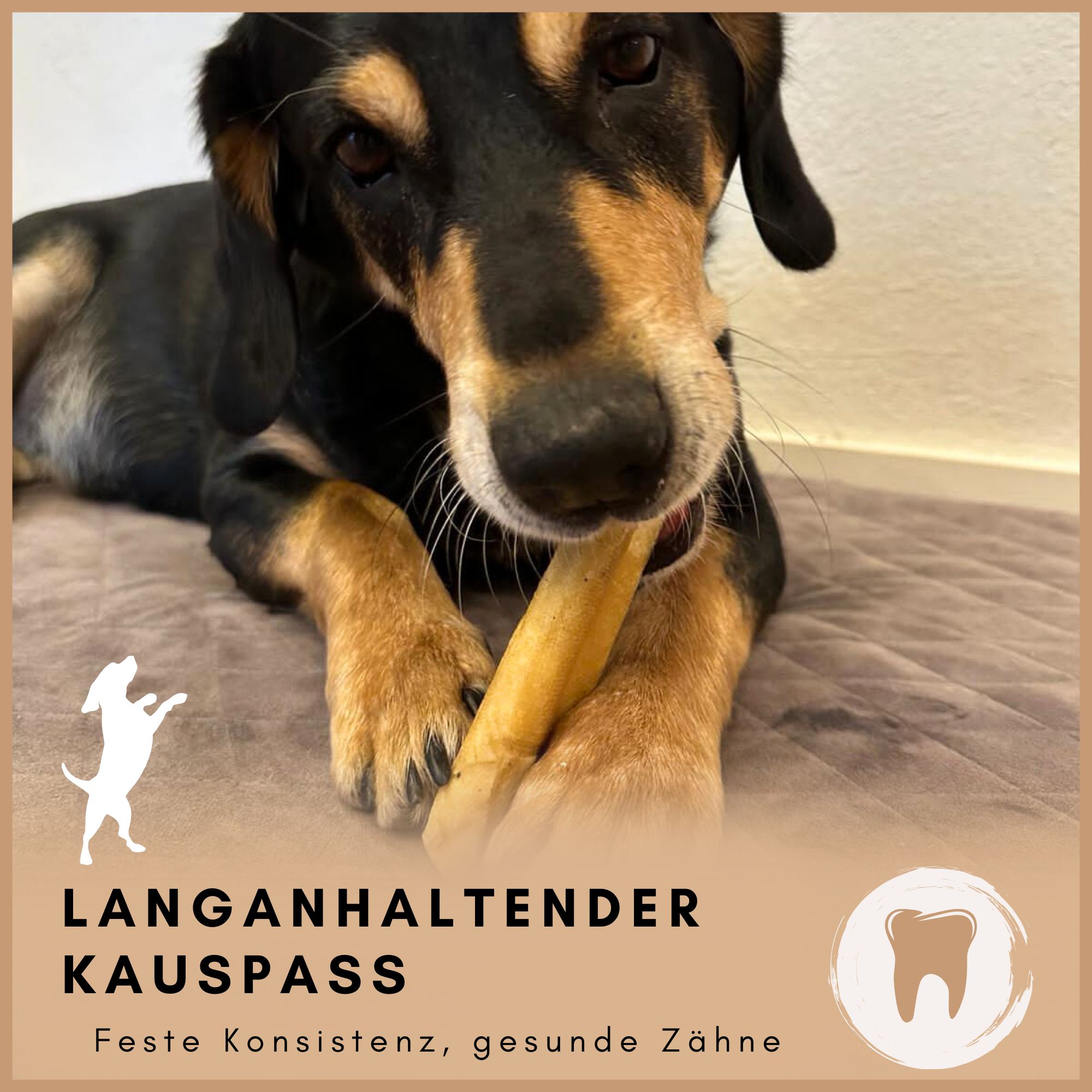 Hund frisst einen hellbraunen Kausnack. Text: Langanhaltender Kauspass, feste Konsistenz, gesunde Zähne. Zahn-Icon.