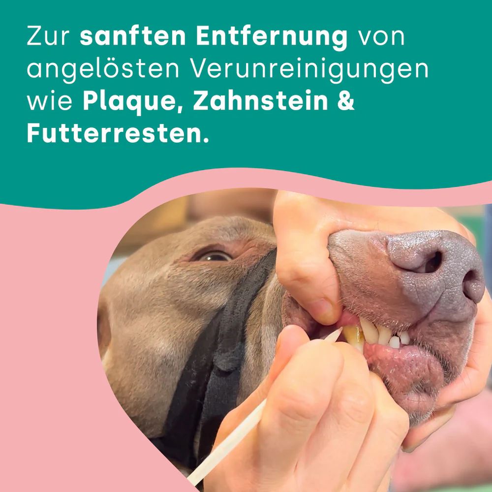 Nahaufnahme einer Hand, die einen Zahn eines Hundes mit einem Holzstäbchen reinigt. Text: Entfernung von Plaque, Zahnstein & Futterresten.