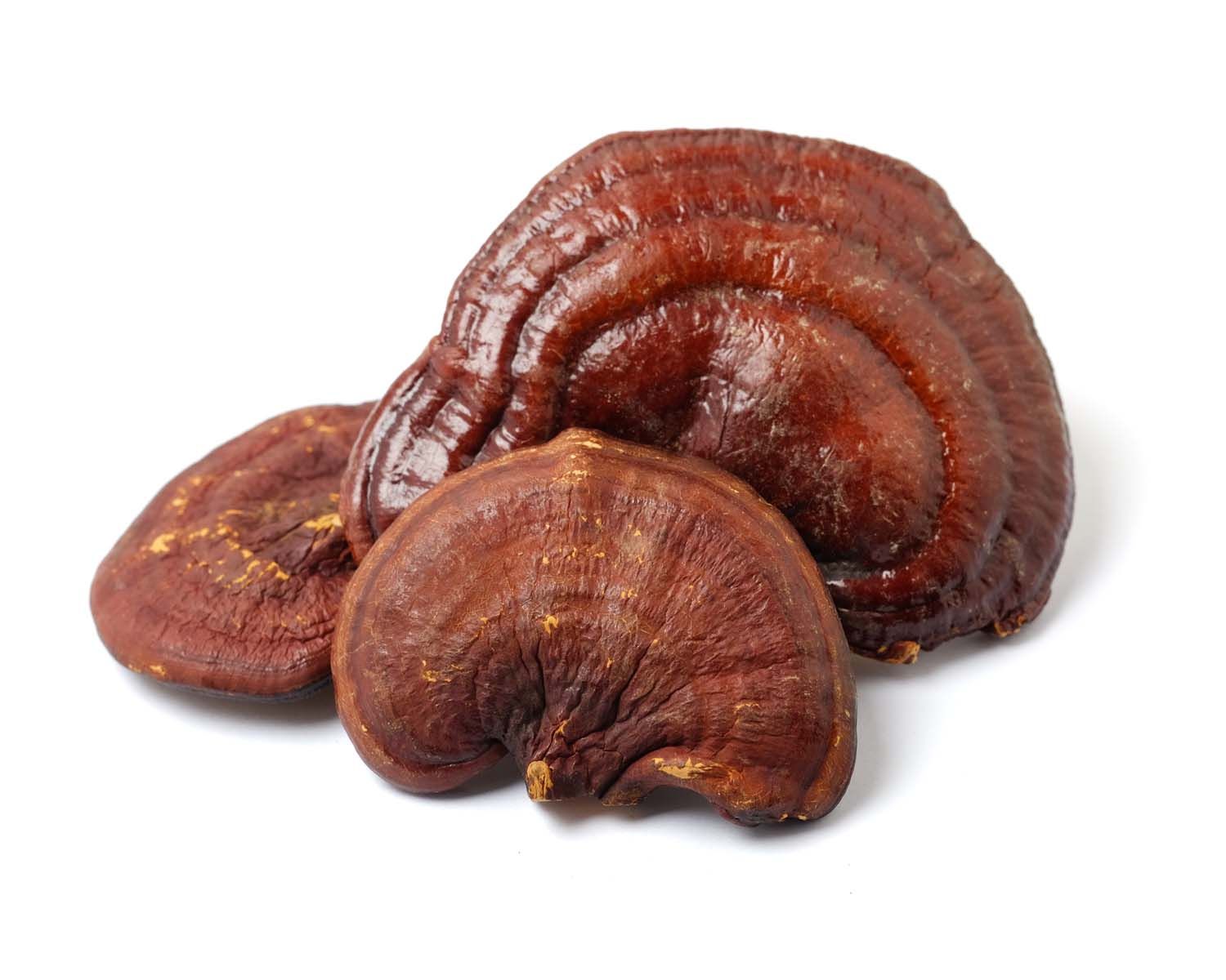 Drei getrocknete Reishi-Pilze. Rotbraune Farbe, unregelmäßige Form, unterschiedliche Größen. Auf weißem Hintergrund.
