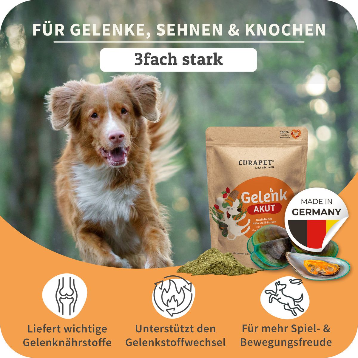 Hund mit Gelenk AKUT Pulver. Produktbeutel, Grünlippmuschel und Made in Germany-Siegel. Text: Für Gelenke, Sehnen & Knochen, 3fach stark.