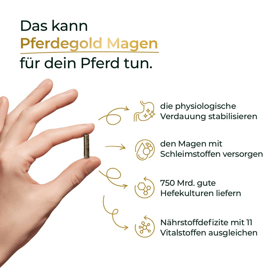 Pferdegold Magen