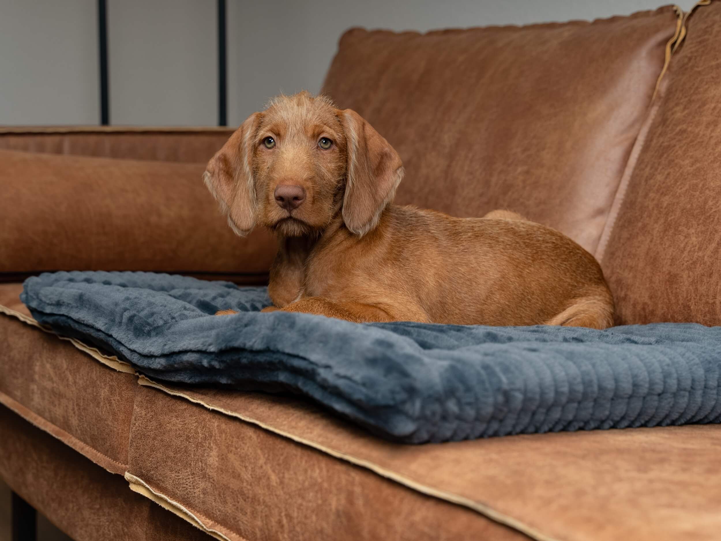 Hund liegt auf grauer, gefütterter Liegedecke auf braunem Sofa. Decke mit geriffelter Oberfläche.
