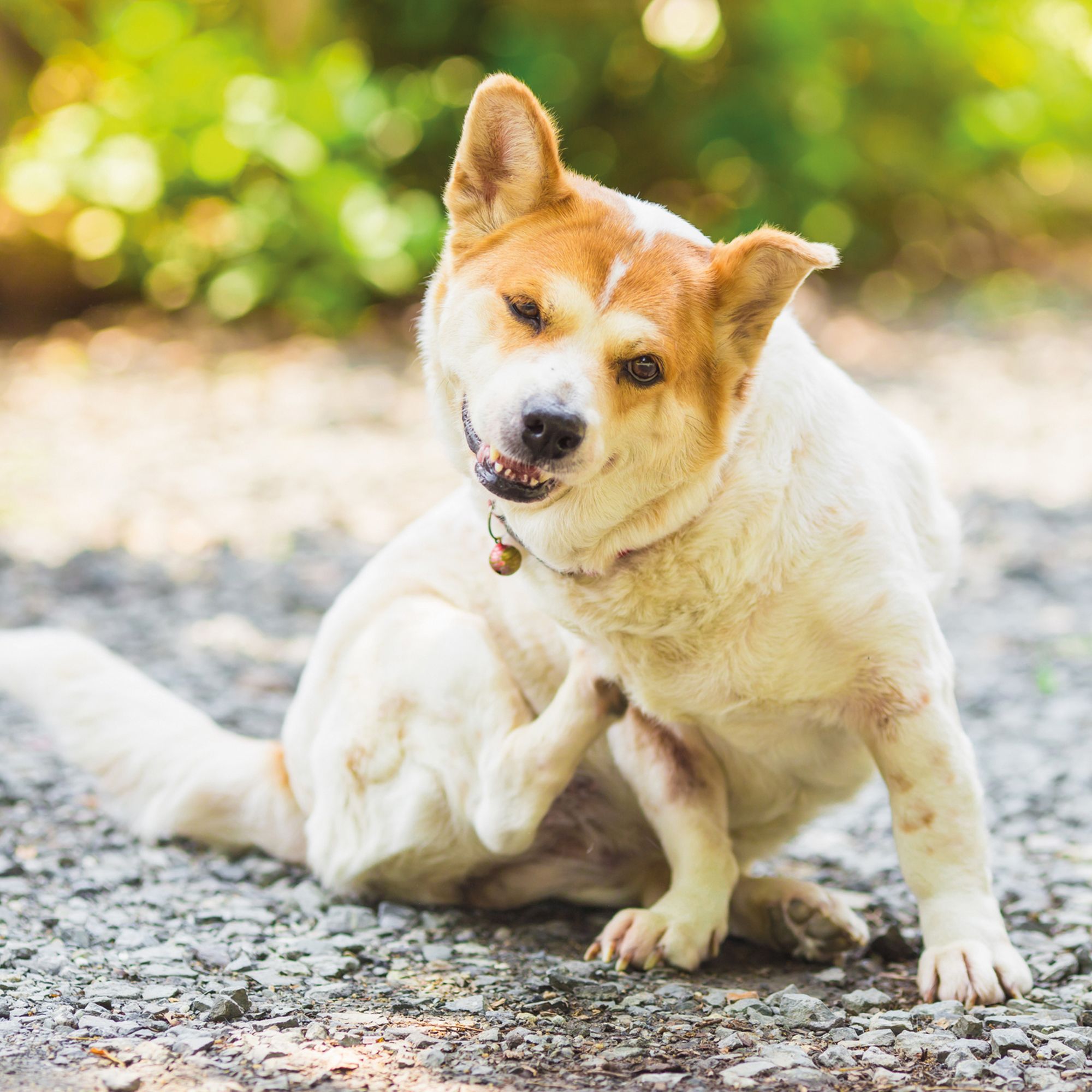 Hund kratzt sich am Bein. Weiß-braunes Fell. Steht auf Kies. Hintergrund: unscharfes Grün.
