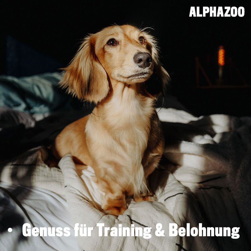ALPHAZOO Wir wollen Meer Chicks