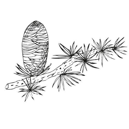 Alteya Organics Zedernöl 100%