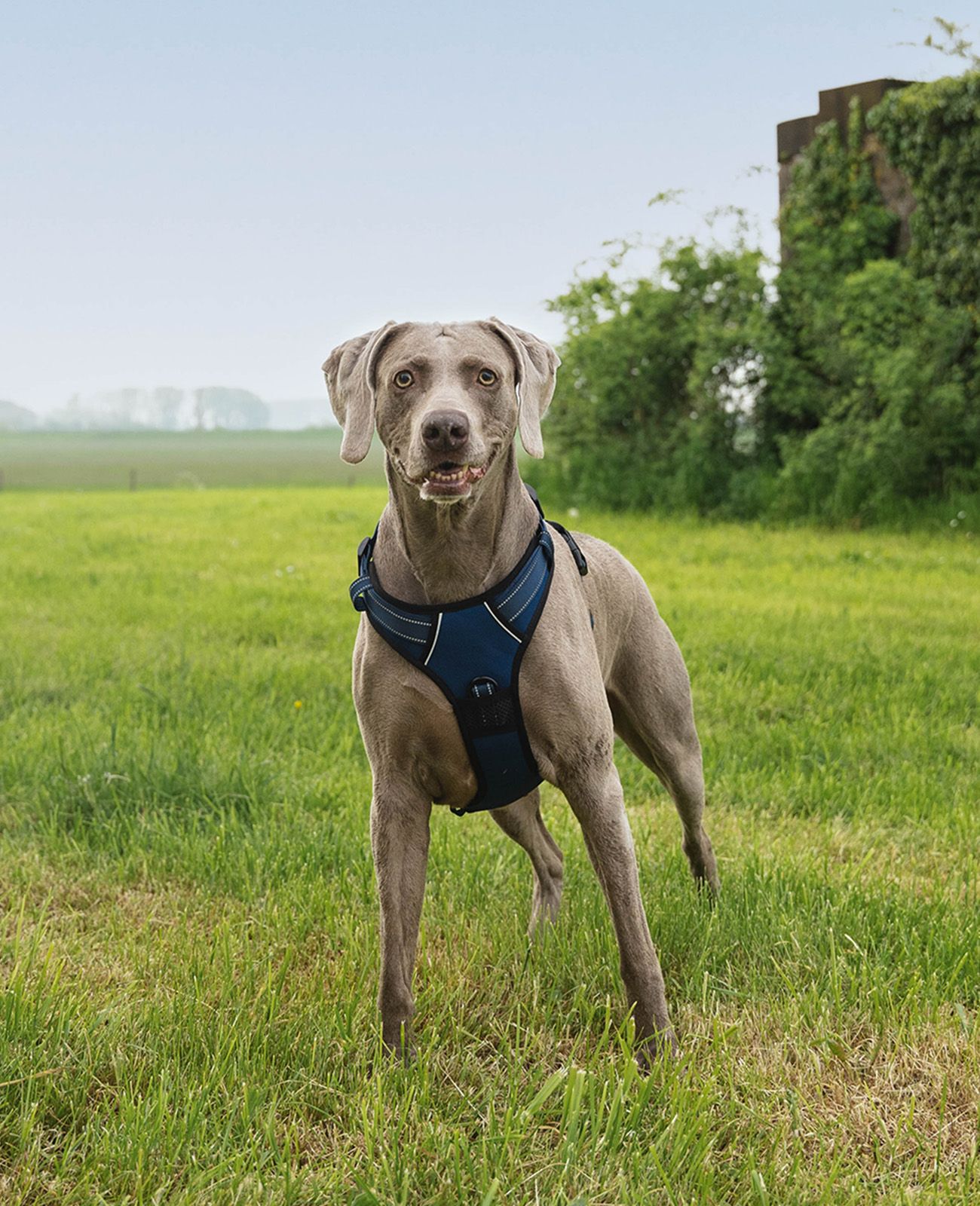 lionto Hundegeschirr