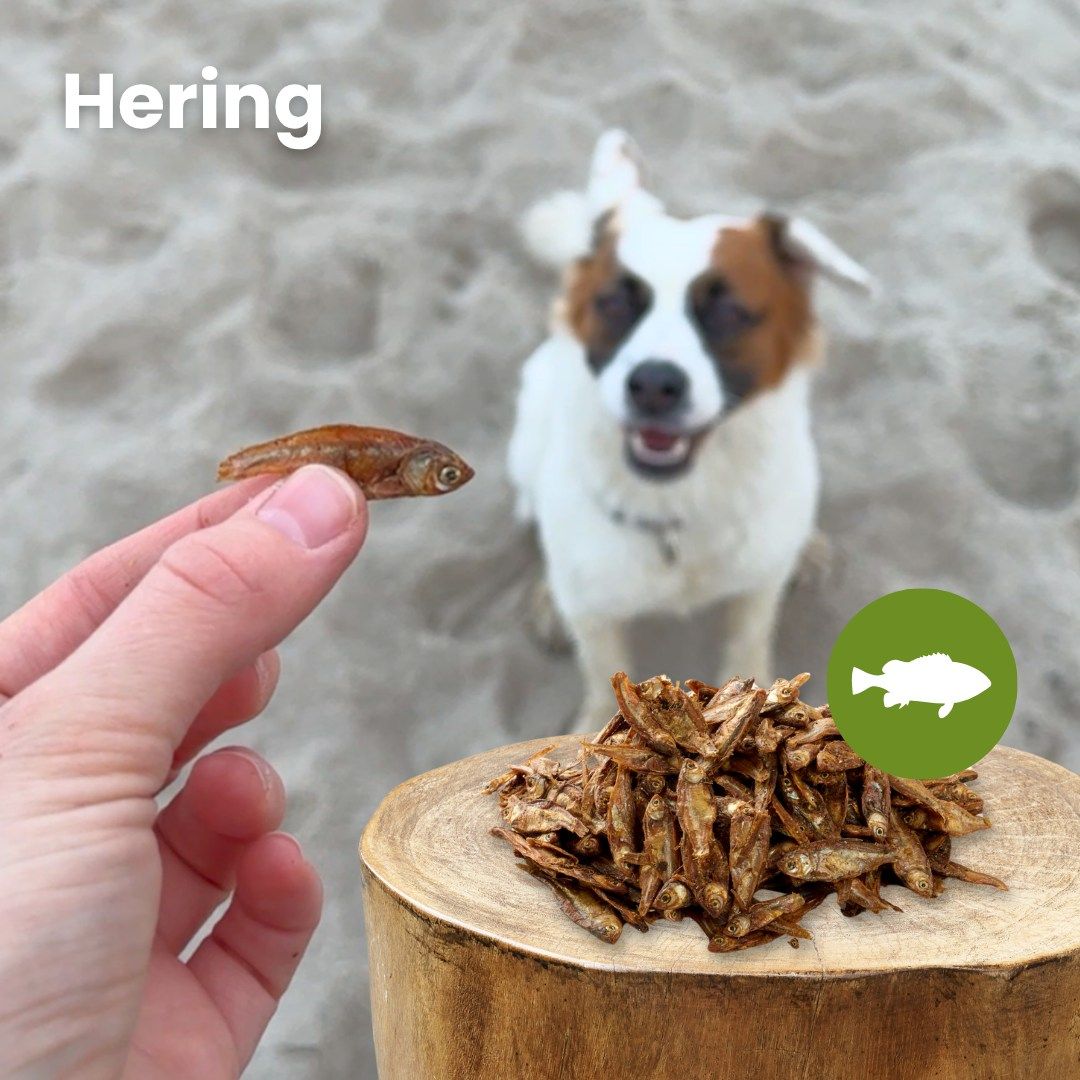 Eine Hand hält einen kleinen getrockneten Hering vor einem Hund.