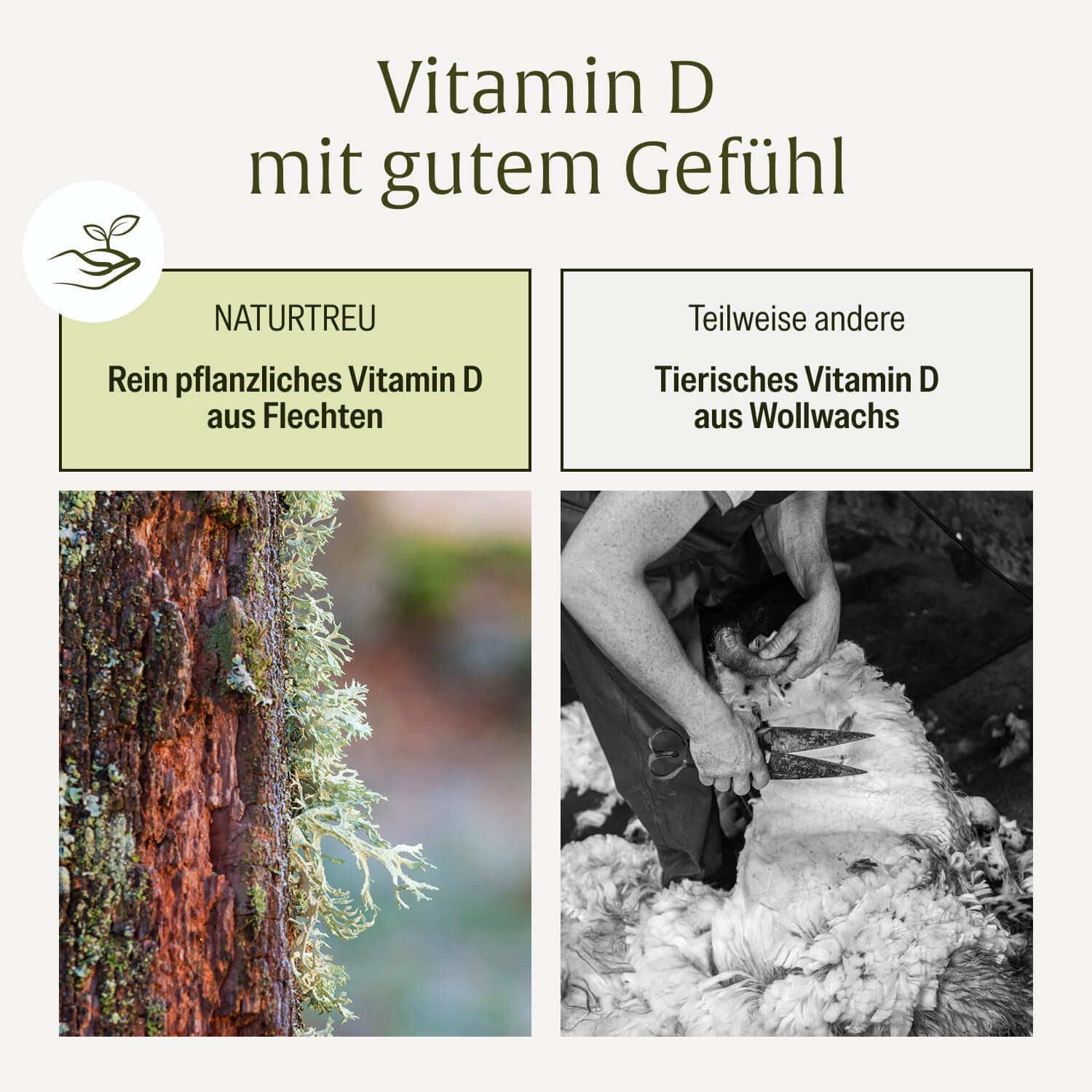 Vergleich von pflanzlichem Vitamin D aus Flechten mit tierischem Vitamin D aus Wollwachs.