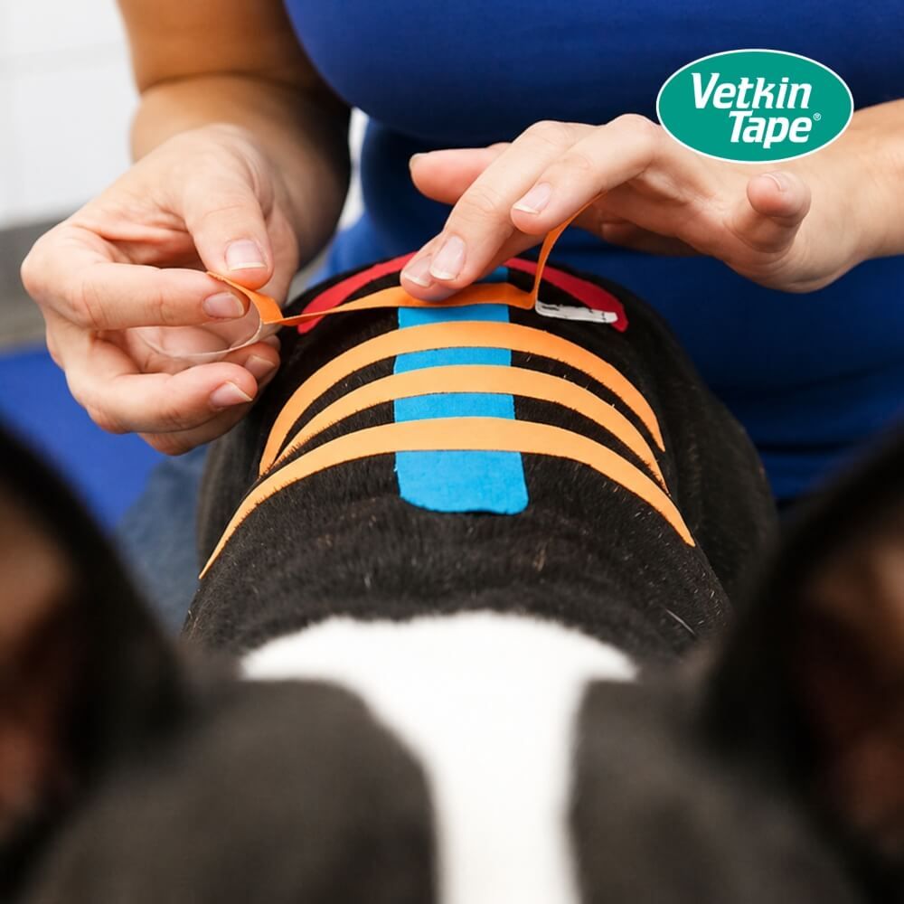 Hände legen orangefarbenes und blaues VetkinTape auf ein Hundeglied.
