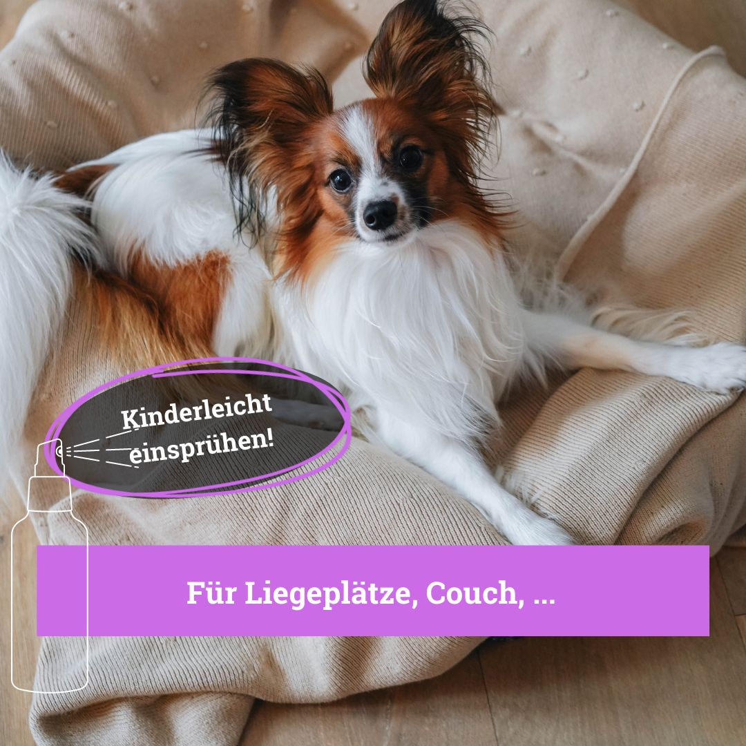 BeG Buddy Umgebungsspray mit Lavendel Hunde, Relax Beruhigung