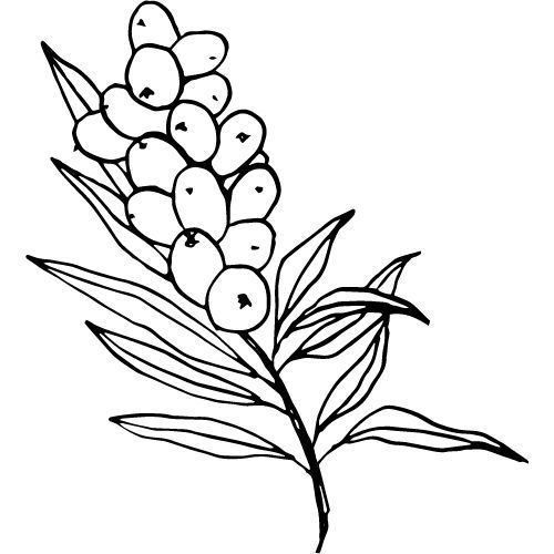 Alteya Organics Sanddornöl 100%