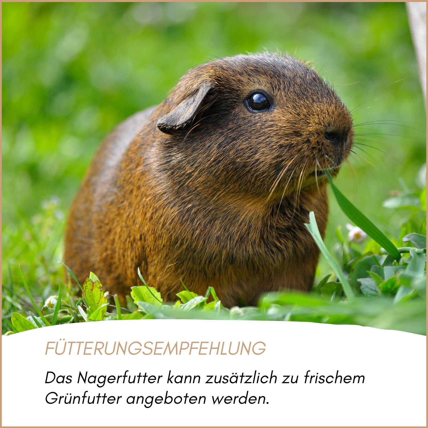 Supravit Nager & Kleintierfutter