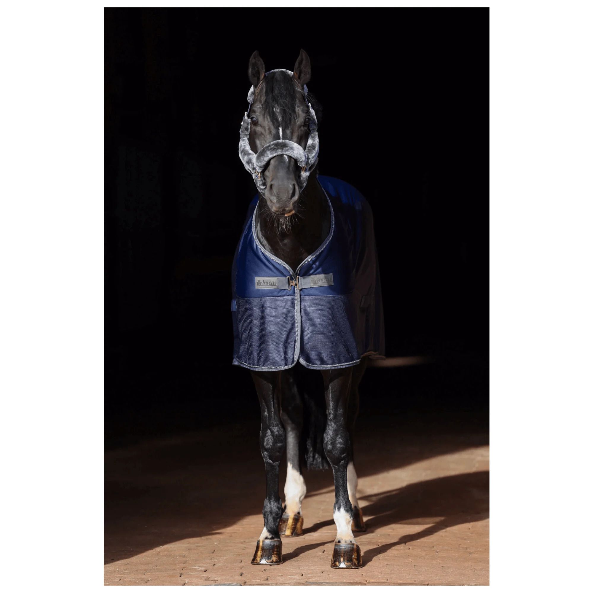 Pferdedecke, dunkelblau mit silberner Kante, auf einem Pferd. Logo auf der Brust. Dunkler Hintergrund.