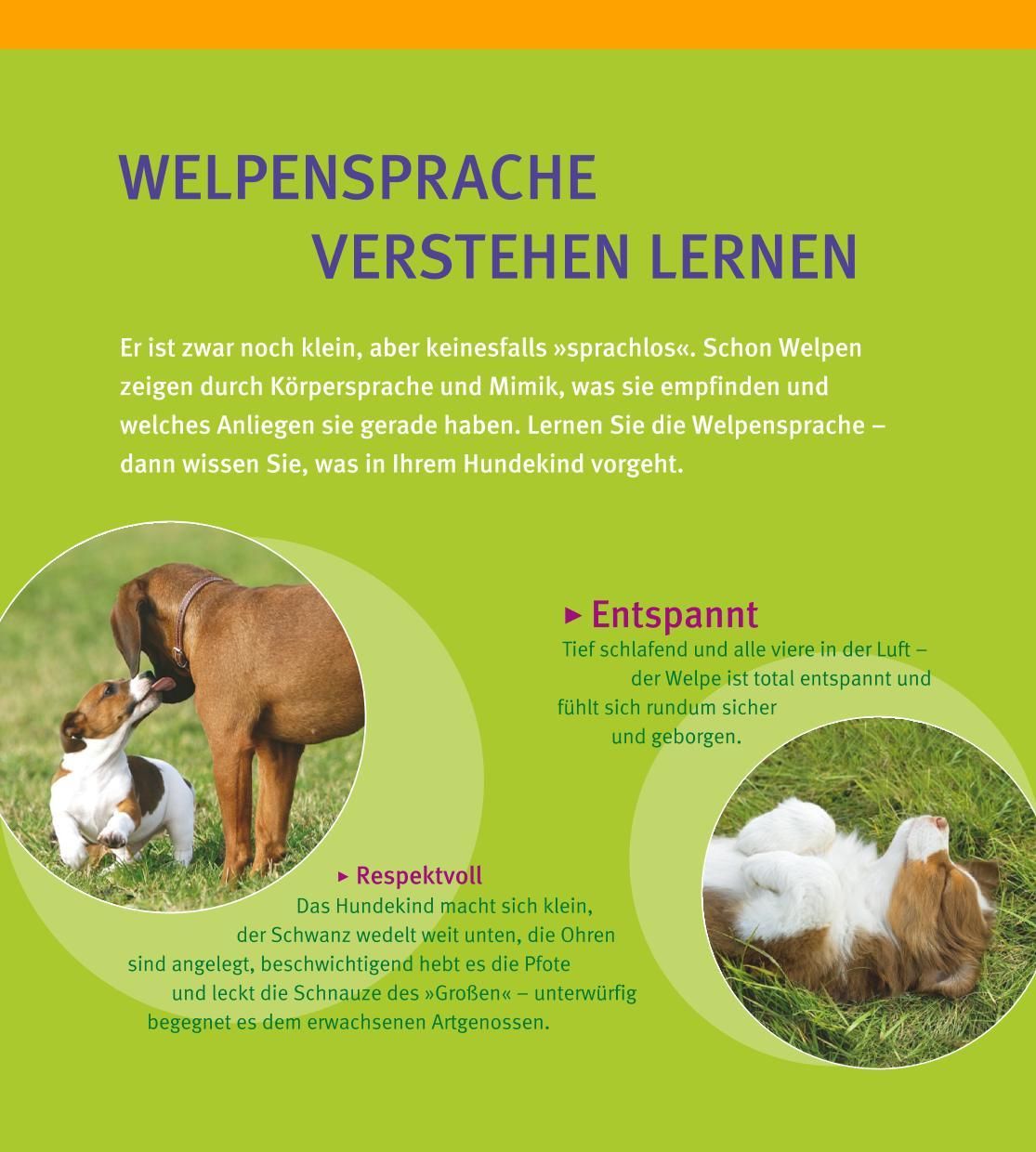 Buchseite mit Text: WELPENSPRACHE VERSTEHEN LERNEN. Illustrationen von Hunden. Text über Körpersprache und Mimik von Welpen.