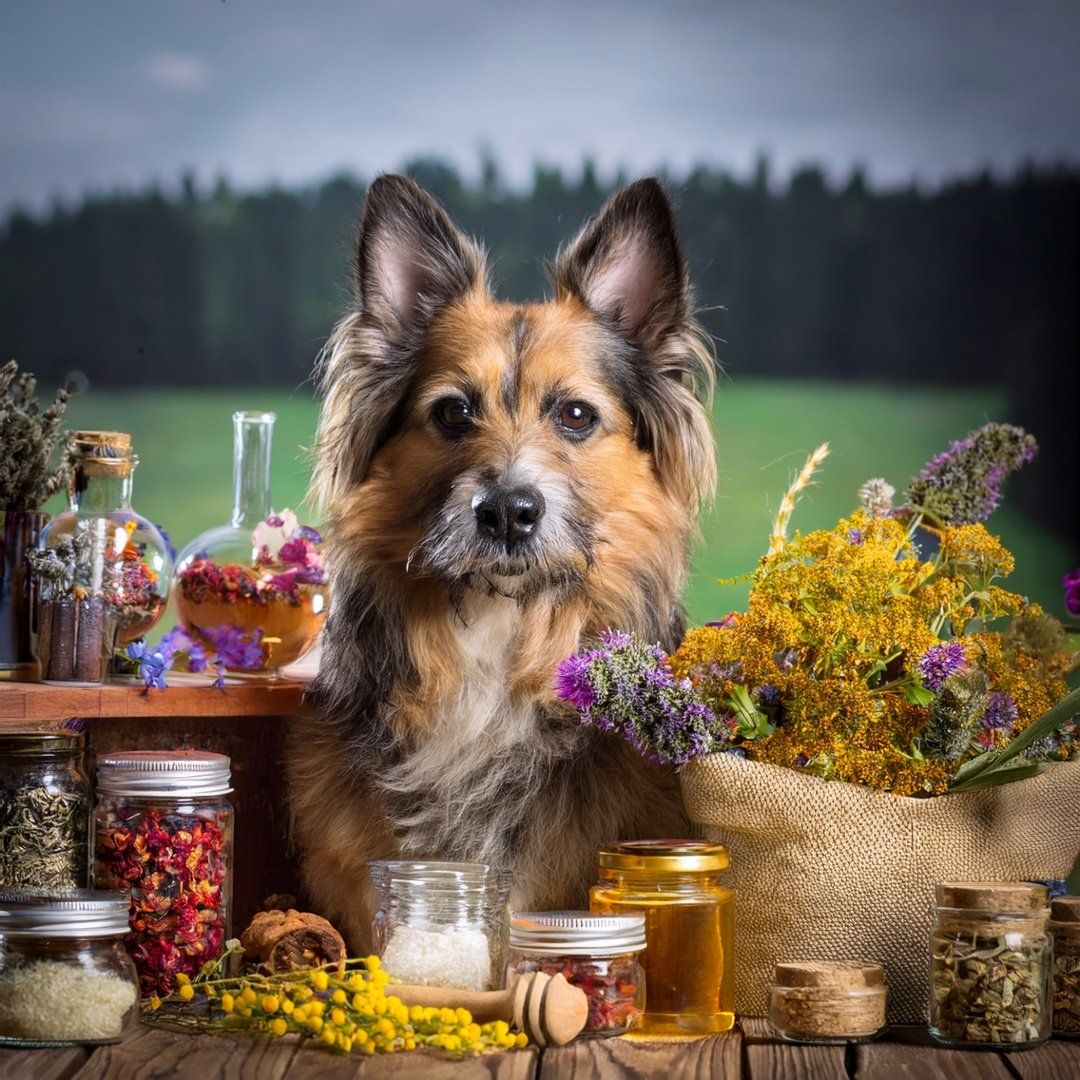Hund vor Kräutern, Flaschen und Gläsern. Auf einem Holztisch stehen Gläser mit Kräutern, Flaschen mit Flüssigkeiten und ein Hund.