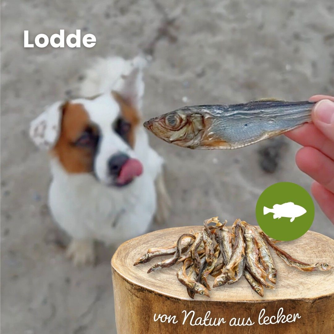 Getrocknete Sprotten auf einem Holzstamm, ein Hund schaut interessiert zu.