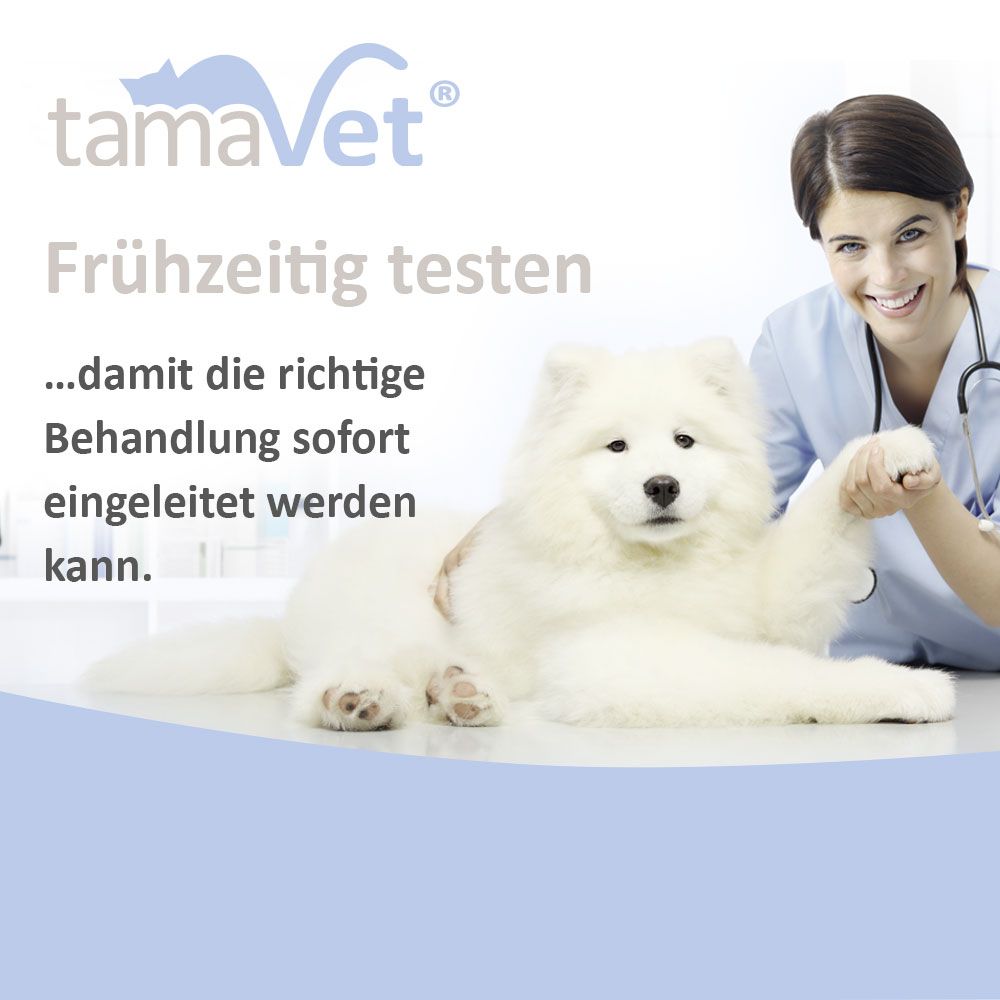 Tierarzt mit Hund. Text: Frühzeitig testen, damit die richtige Behandlung sofort eingeleitet werden kann.