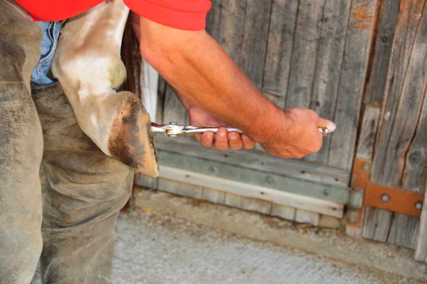Person bearbeitet einen Huf mit einem Hufmesser. Der Huf wird gehalten, das Messer angewendet.