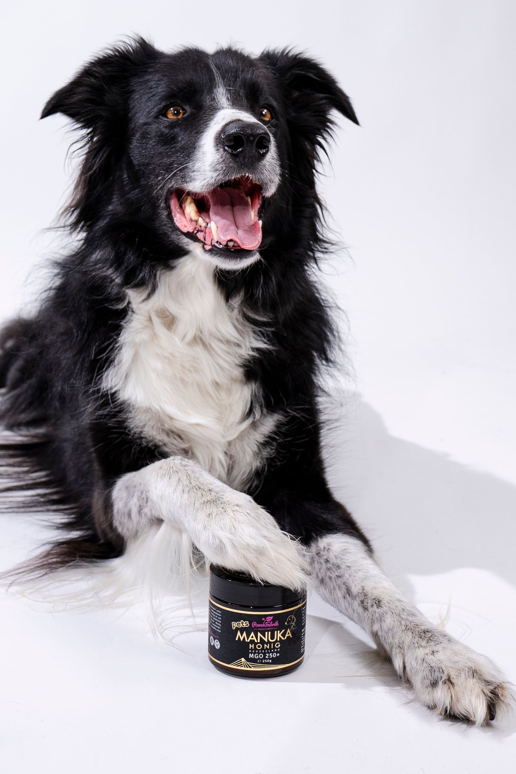 Hund liegt neben Glas mit Manuka Honig, MGO 250+. Aufschrift: PowerFabrik Manuka Honig, MGO 250+.