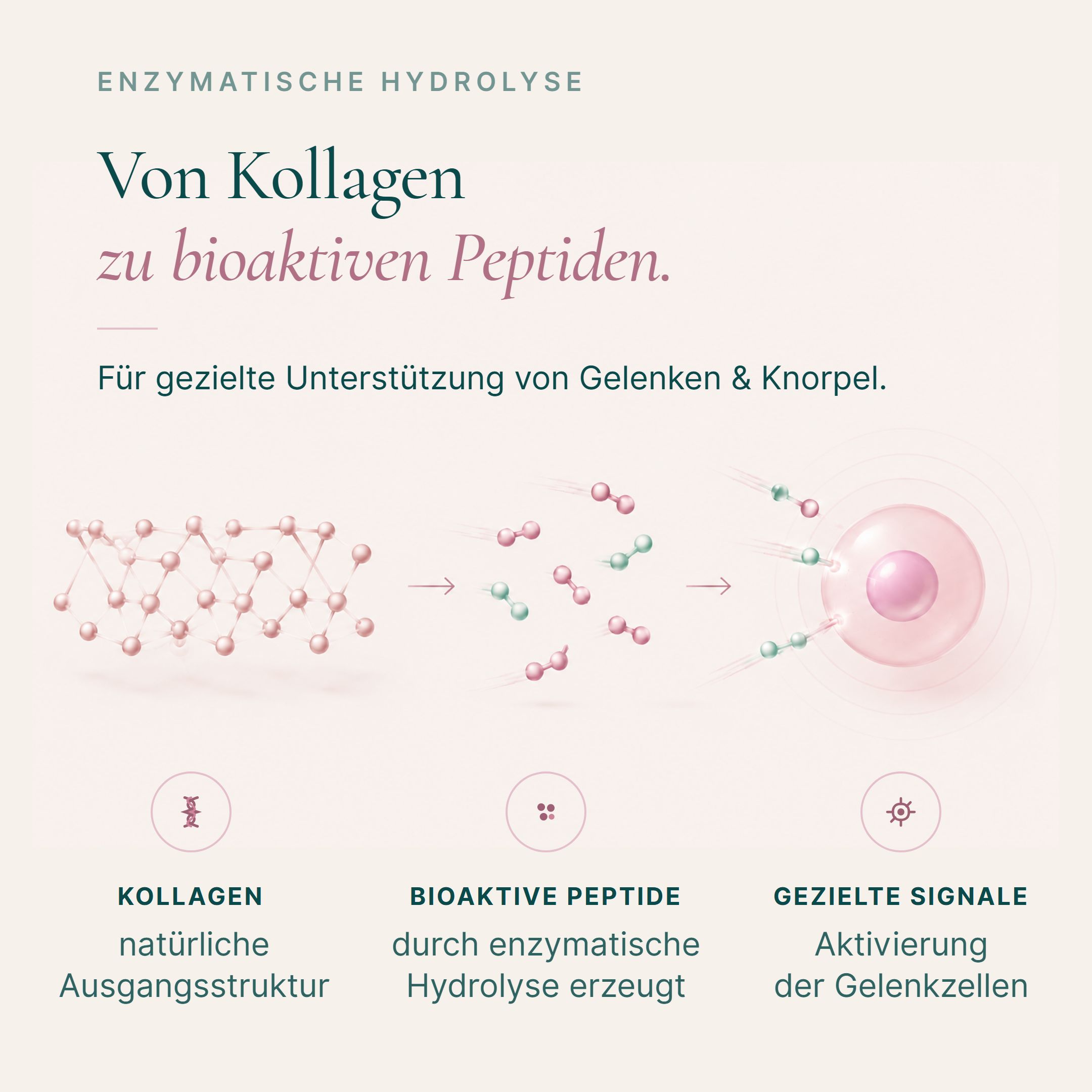 Grafische Darstellung des Prozesses von Kollagen zu bioaktiven Peptiden durch enzymatische Hydrolyse zur Unterstützung von Gelenken und Knorpel.