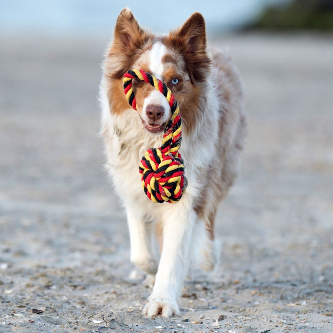 Hundespielzeug Schleuderball mit Loop - Laboni