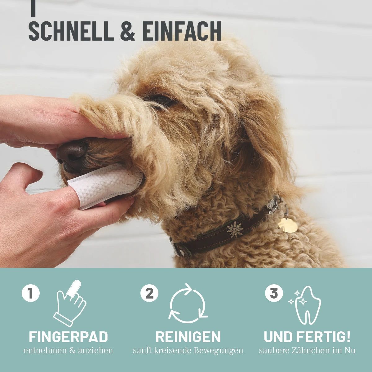 Hund mit Fingerpad. Hand reinigt Zähne. Text: Fingerpad entnehmen & anziehen, reinigen, saubere Zähnchen im Nu!