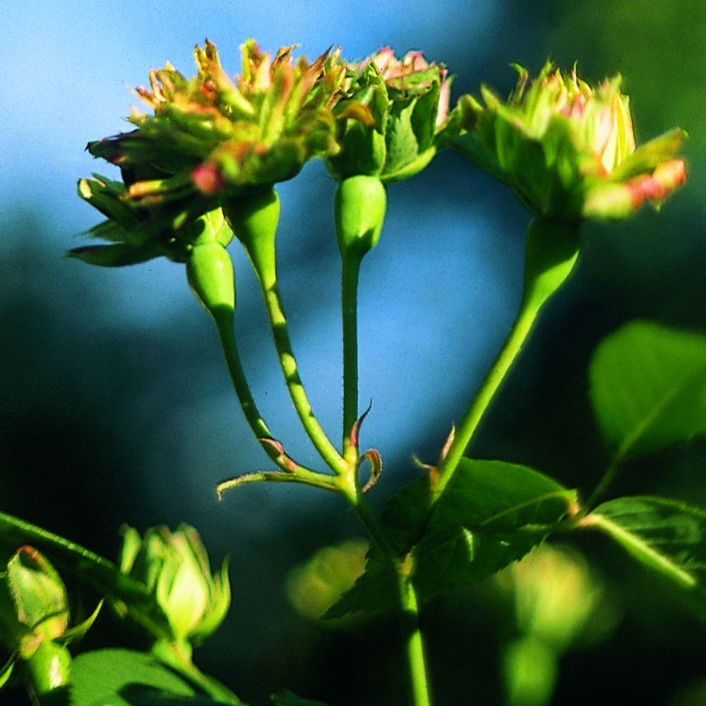 PHI Essences - Grüne Rose Essenz