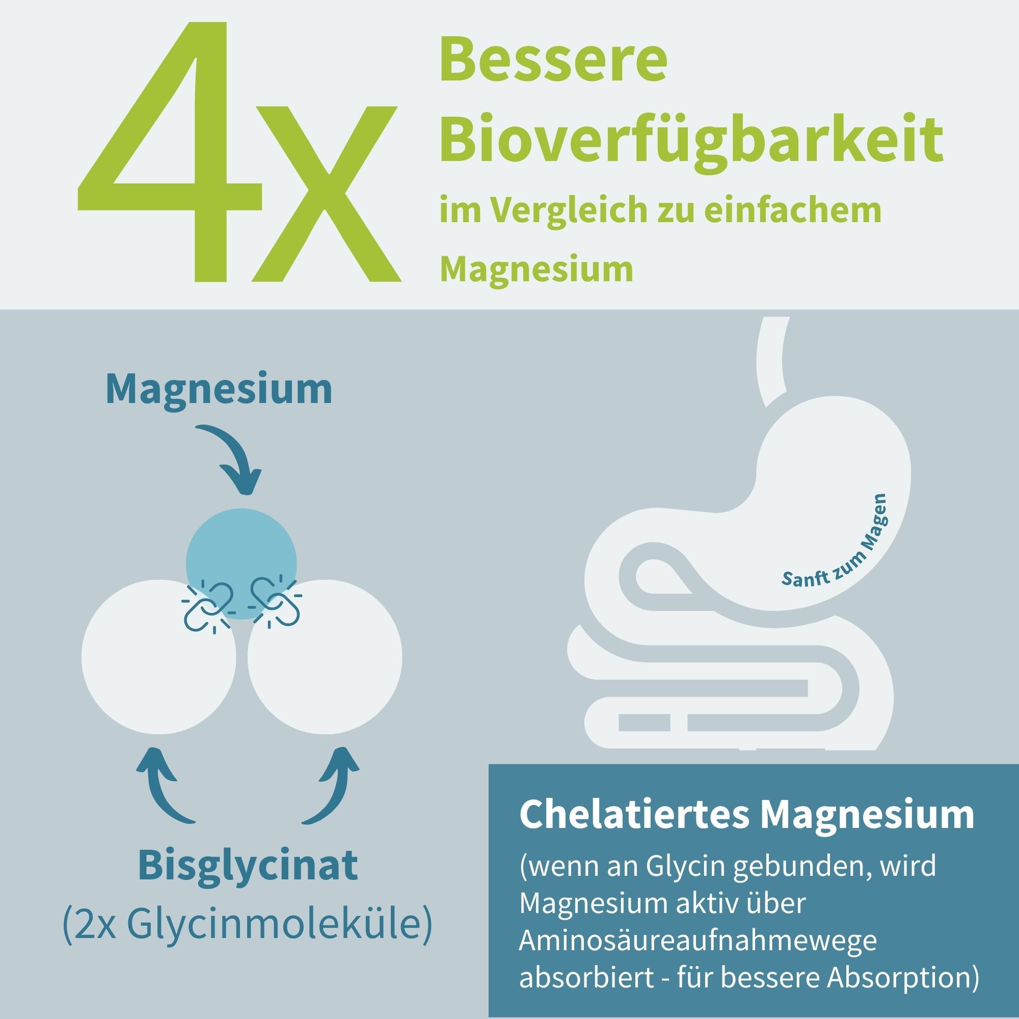 Grafik zeigt 4x höhere Bioverfügbarkeit von cheliertem Magnesiumglycinat im Vergleich zu einfachem Magnesium.
