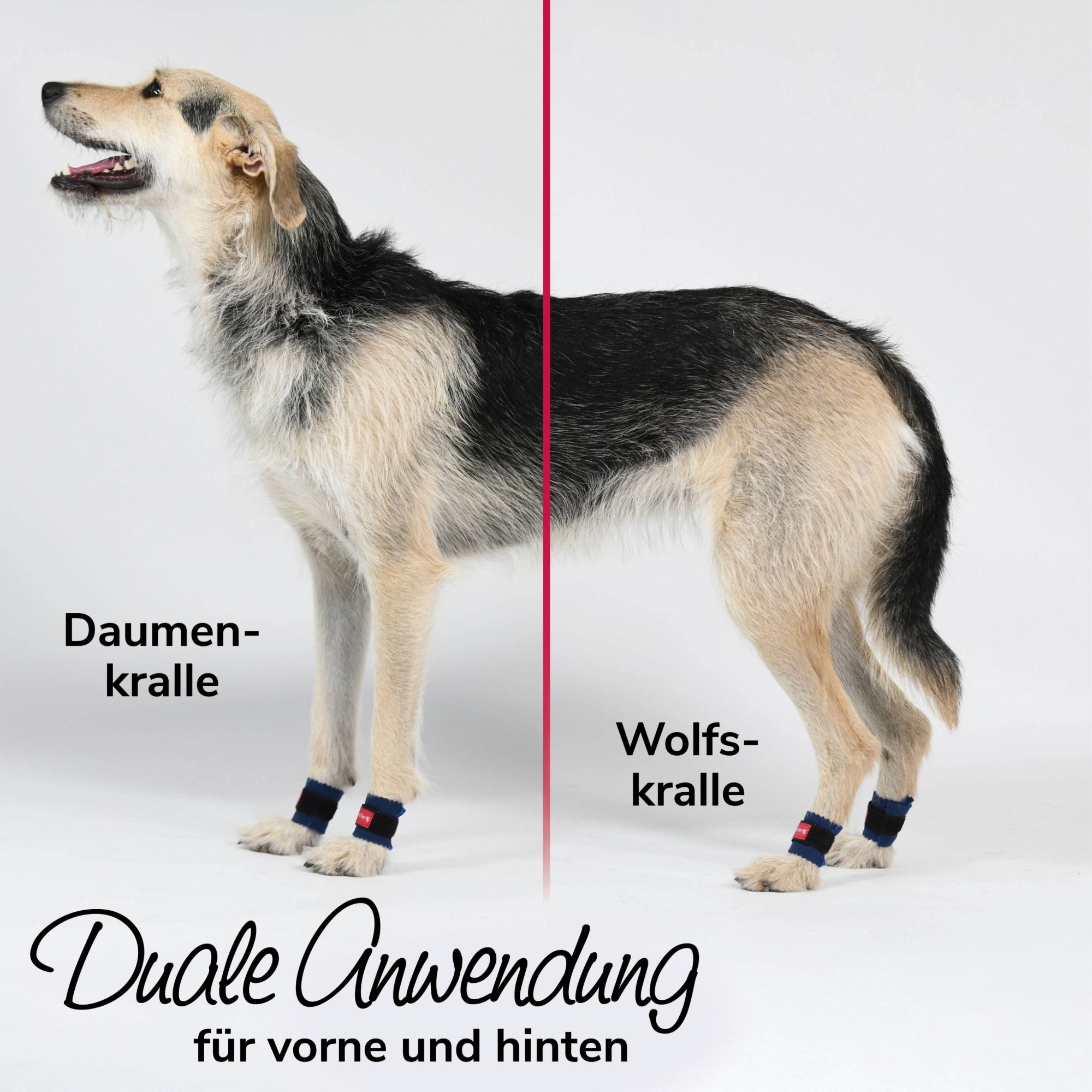 Hund mit Bandagen an Vorder- und Hinterläufen. Text: Duale Anwendung für vorne und hinten. Beschriftung: Daumenkralle, Wolfskralle.