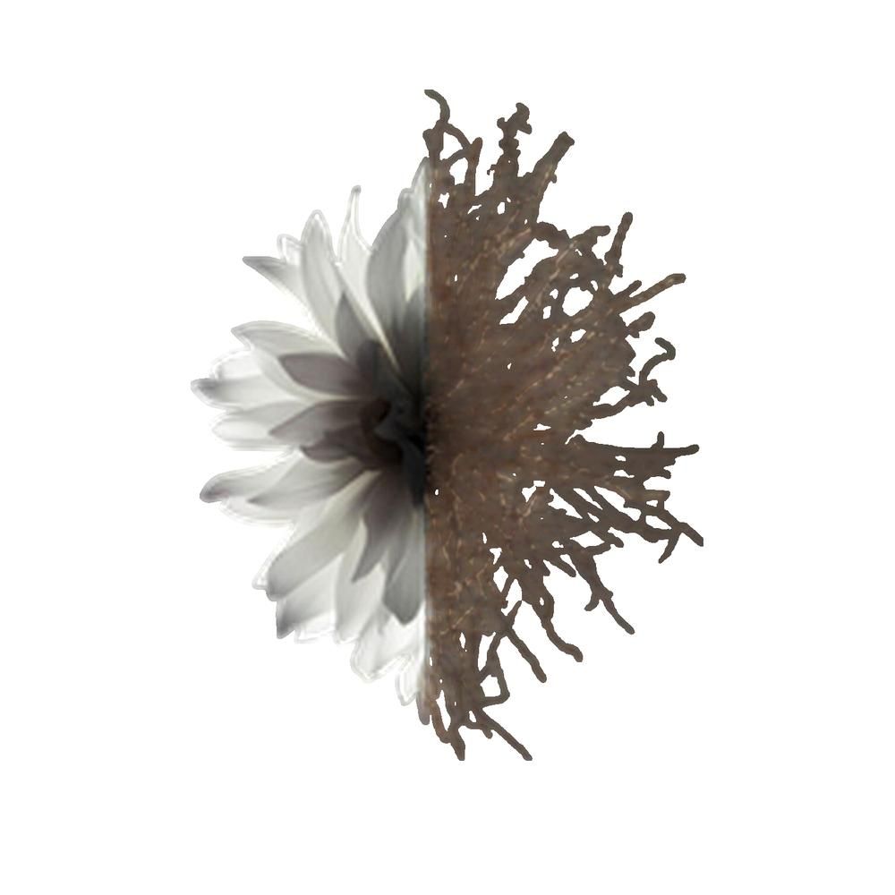 Halbe Blüte, Hälfte aus Blütenblättern, andere Hälfte aus braunen Ästen. Auf weißem Hintergrund.