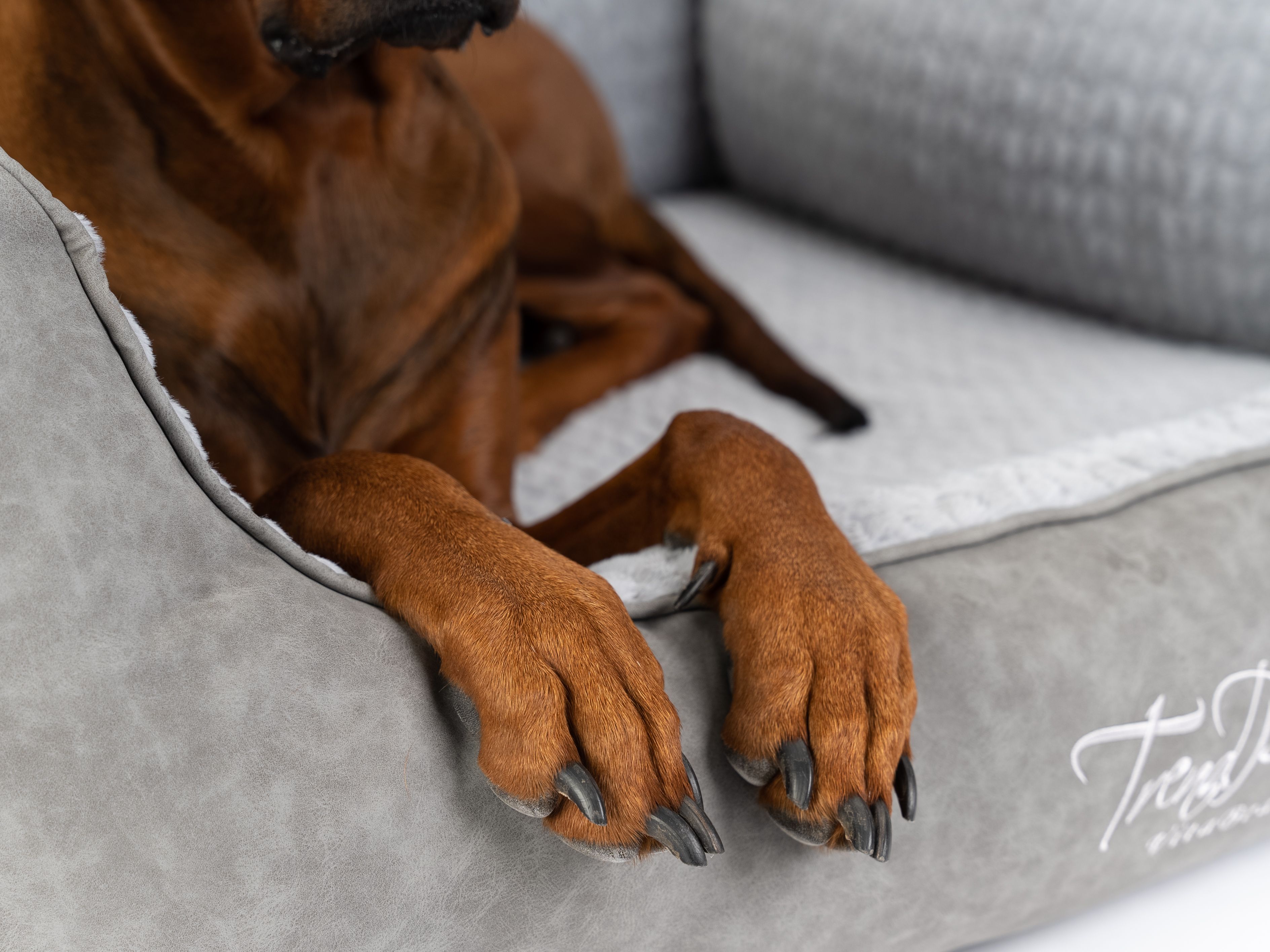 Nahaufnahme eines grauen orthopädischen Hundebetts. Hundepfoten auf dem Bett. TrendPet-Logo.