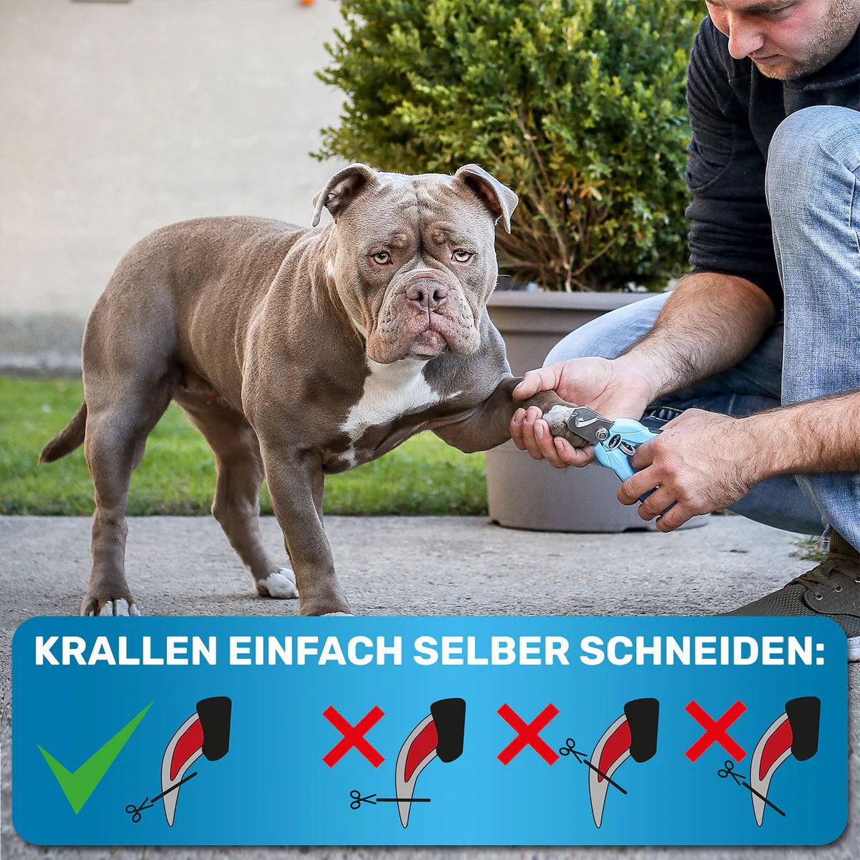 Person schneidet einem Hund die Krallen mit einer blauen Krallenschere. Text: Krallen einfach selber schneiden. Illustrationen zur Anleitung.