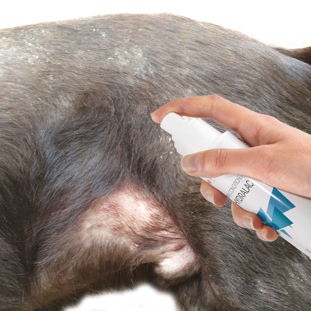 Weißes Sprühflasche, Maxani Hydralac, wird auf das Fell eines Hundes gesprüht. Blaue und türkise Designelemente.