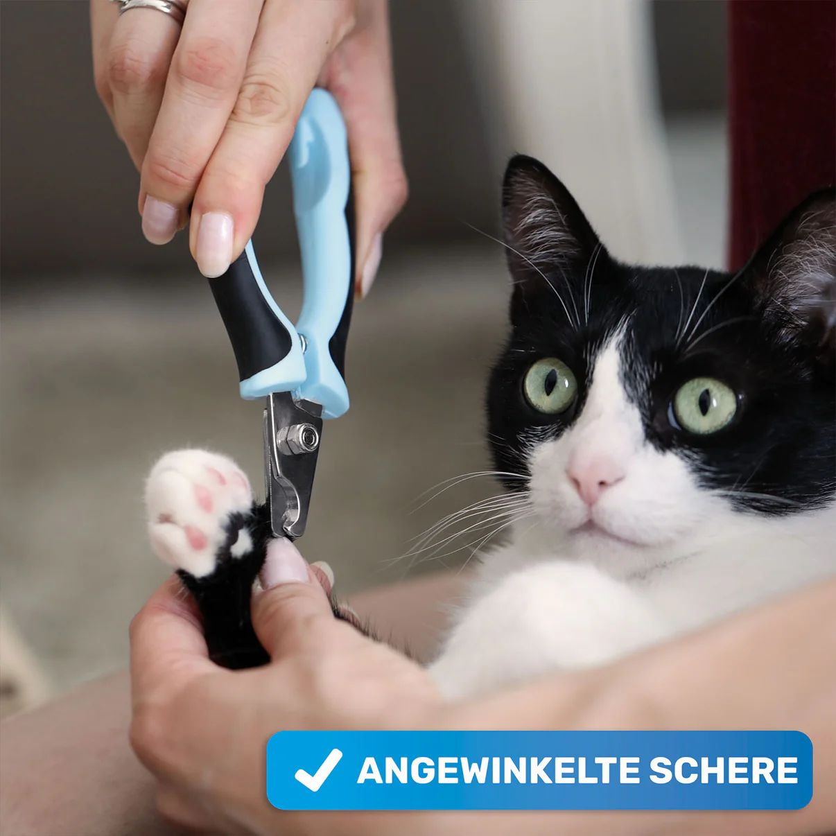 Person schneidet mit einer blauen Krallenschere die Krallen einer schwarz-weißen Katze. Text: Angewinkelte Schere.