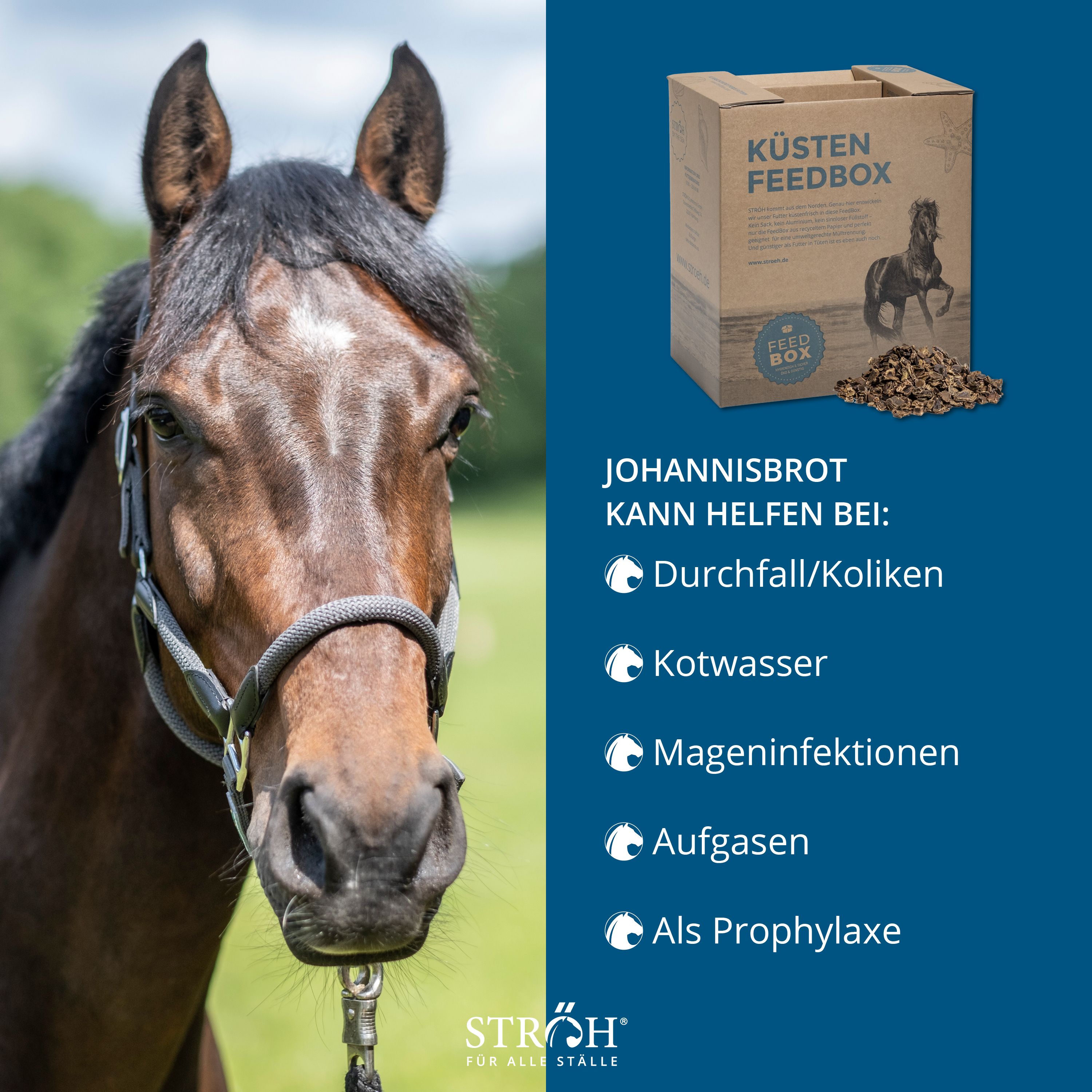 Pferdekopf mit Halfter, neben Text: "Johannisbrot kann helfen bei: Durchfall/Koliken, Kotwasser, Mageninfektionen, Aufgasen, Als Prophylaxe".