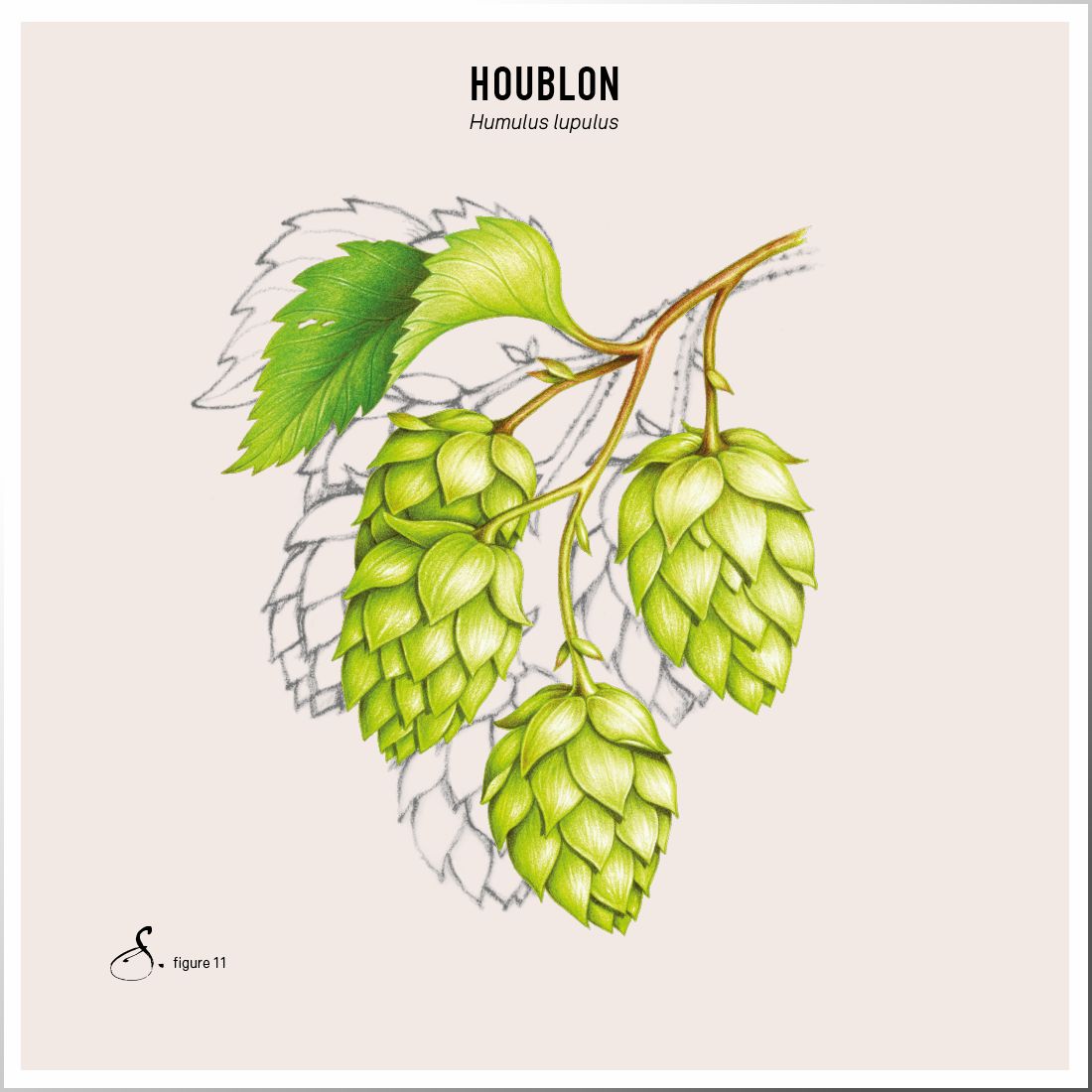 Illustration von Hopfenblüten und Blättern auf beigem Hintergrund. Text: Houblon, Humulus lupulus. Zeichnung mit Schatten.