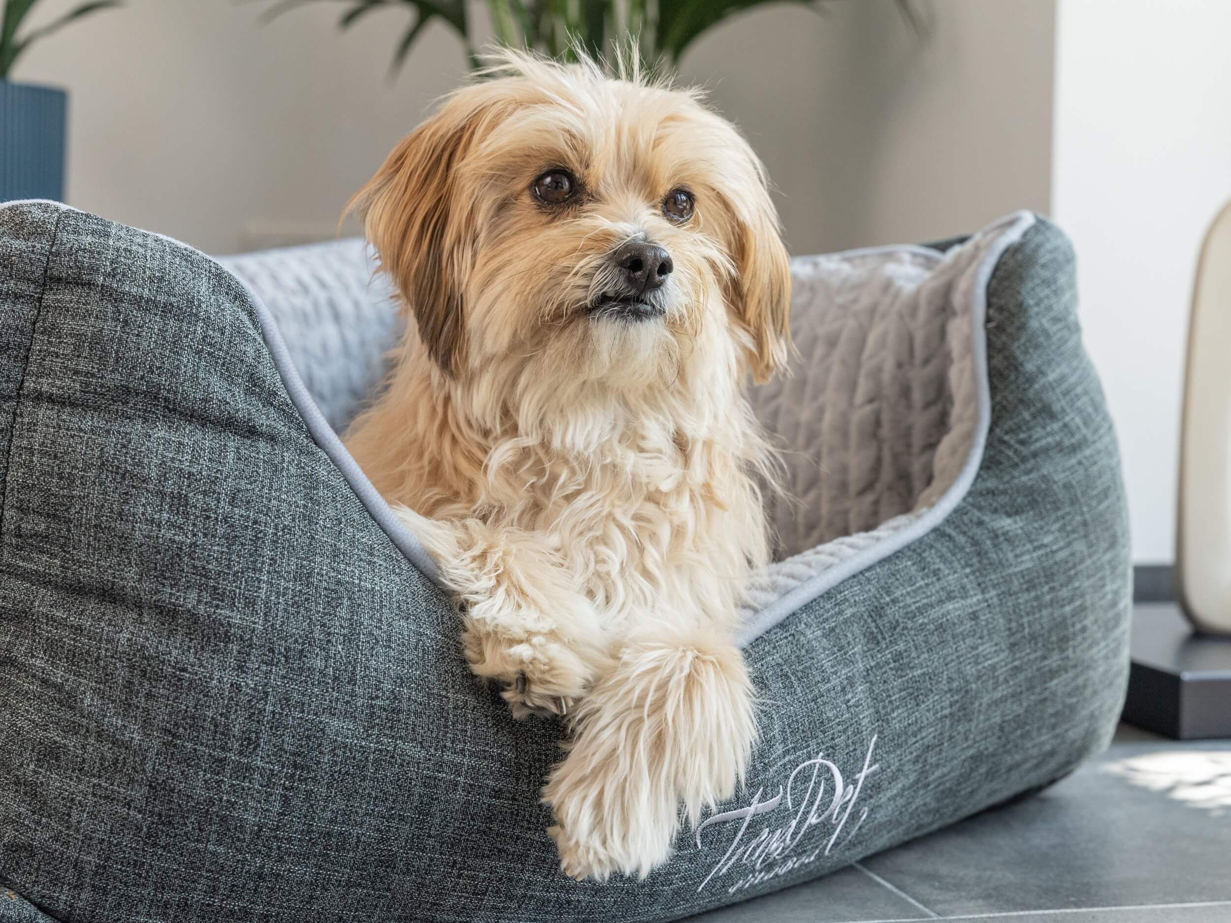 Graues Hundebett mit grauem Innenfutter. Ein kleiner, beiger Hund sitzt im Bett. TrendPet VitaBed-Logo.