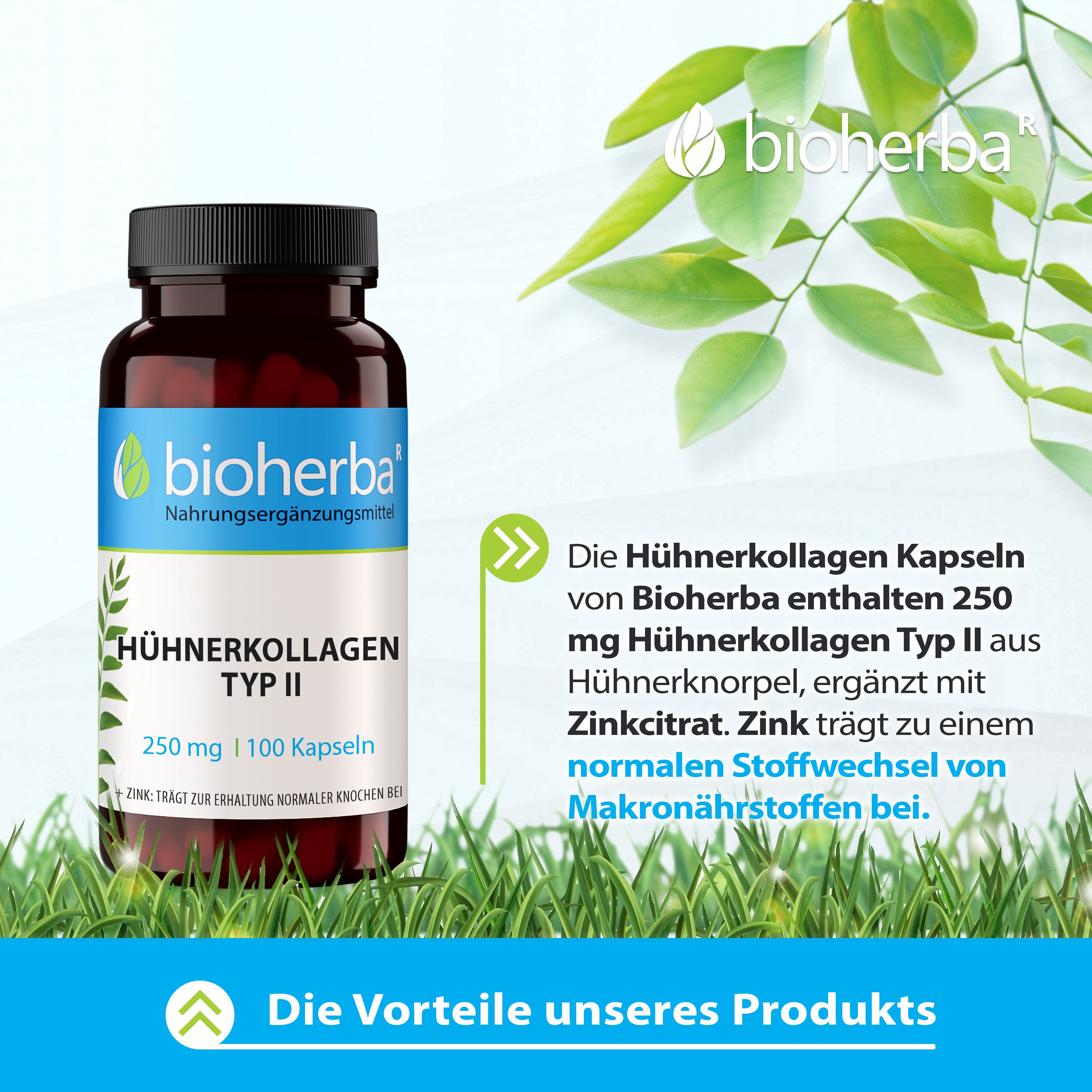 Bioherba Hühnerkollagen Typ II Kapseln