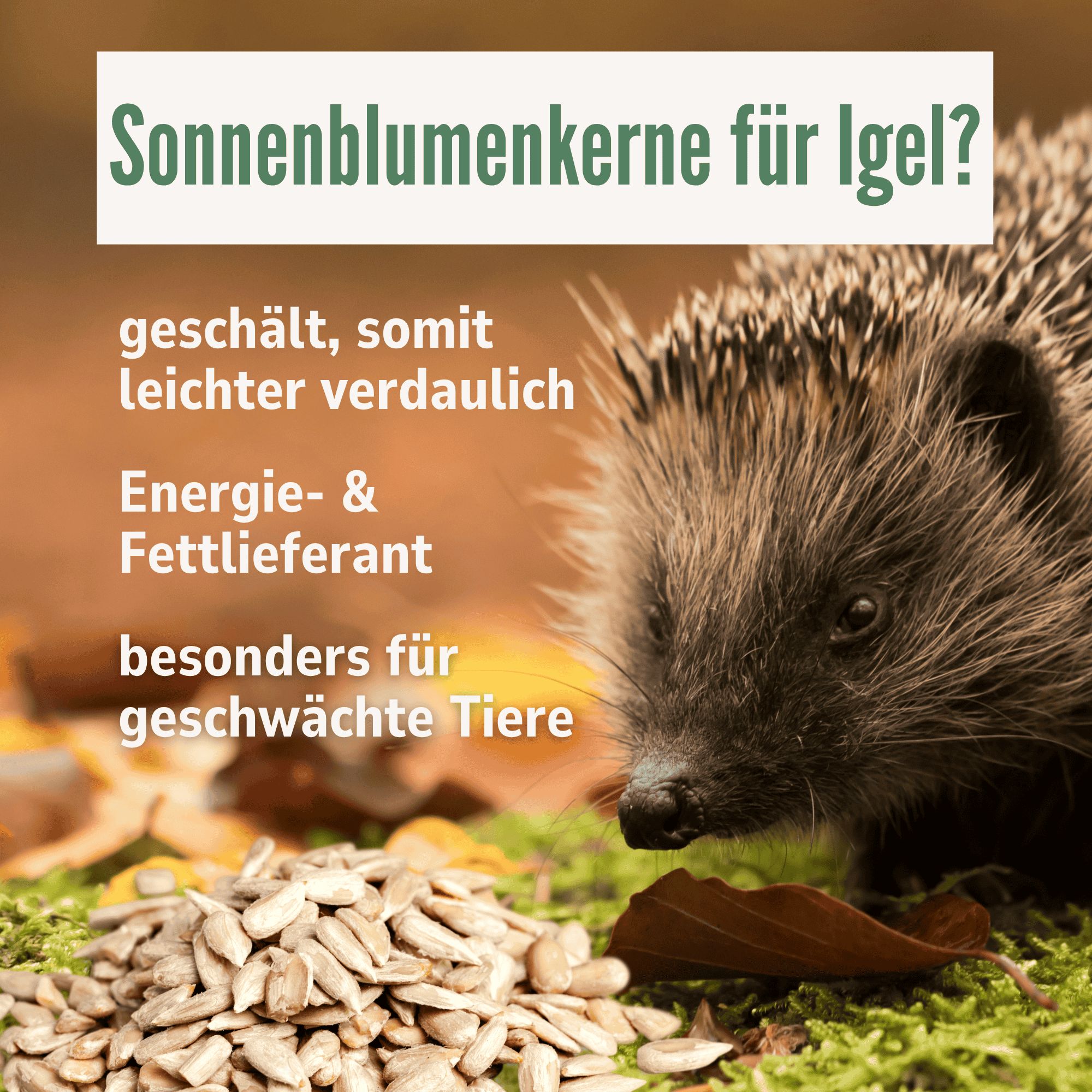 Sonnenblumenkerne für Igel? Geschält, somit leichter verdaulich. Energie- & Fettlieferant. Besonders für geschwächte Tiere. Sonnenblumenkerne.