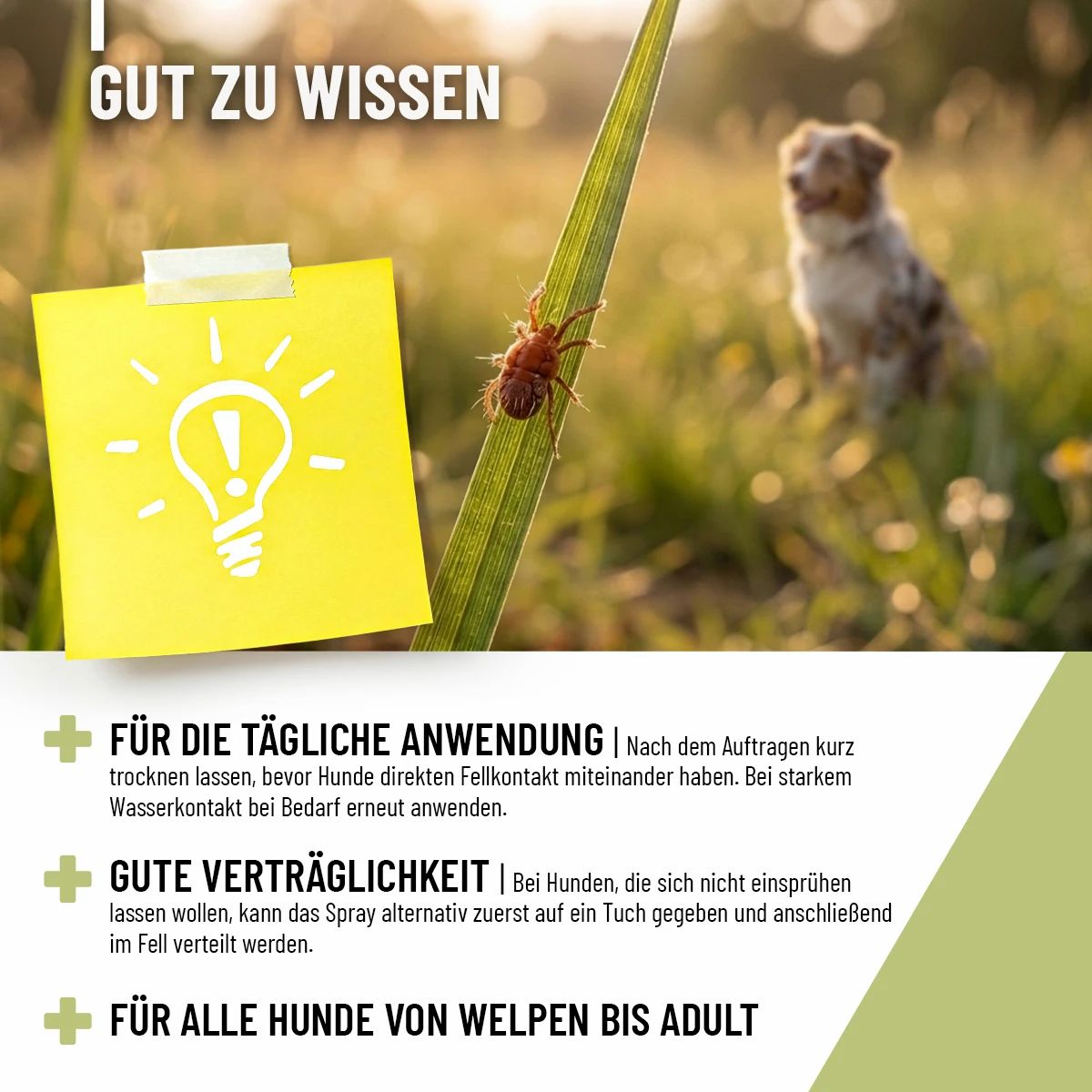 Grashalm mit Milbe, Hund im Hintergrund. Gelber Zettel mit Glühbirne und Ausrufezeichen.