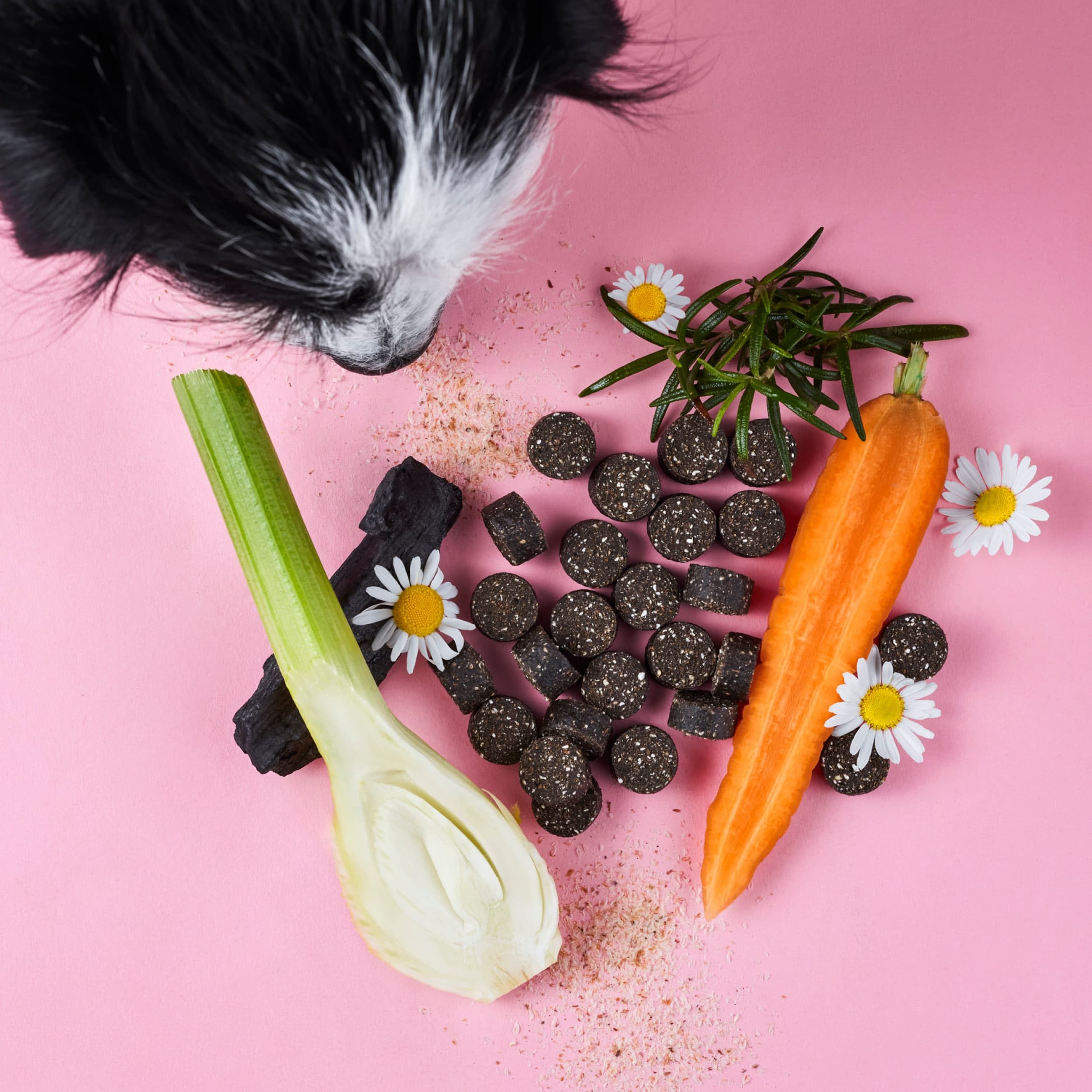 Darmpflege Drops, Fenchel, Karotte, Kamille und Rosmarin auf rosa Untergrund. Hundeblick von oben.